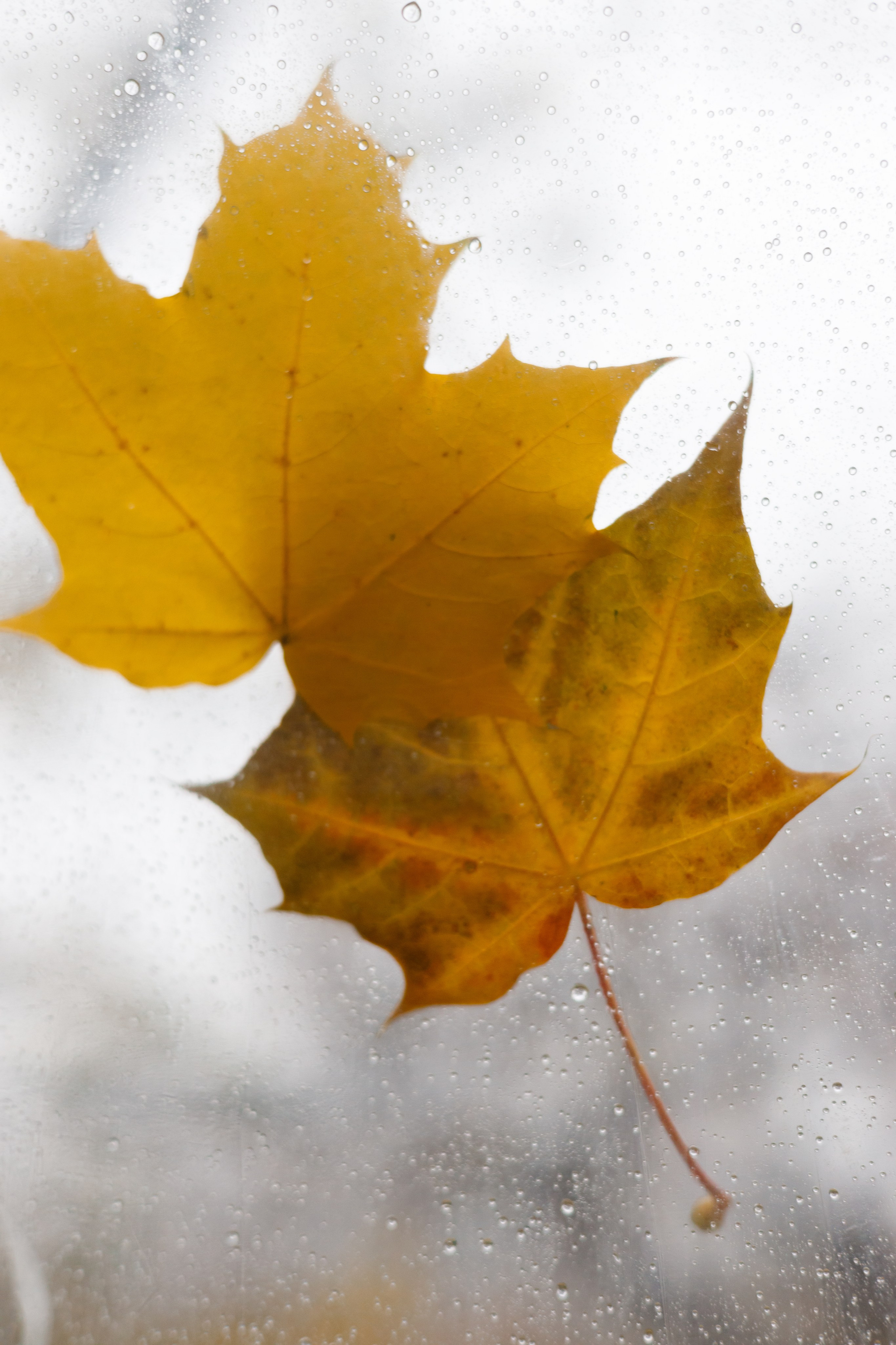 Осенняя меланхолия с элементами радости. Репортажный и портретный фотограф в Москве Саханцева Анна