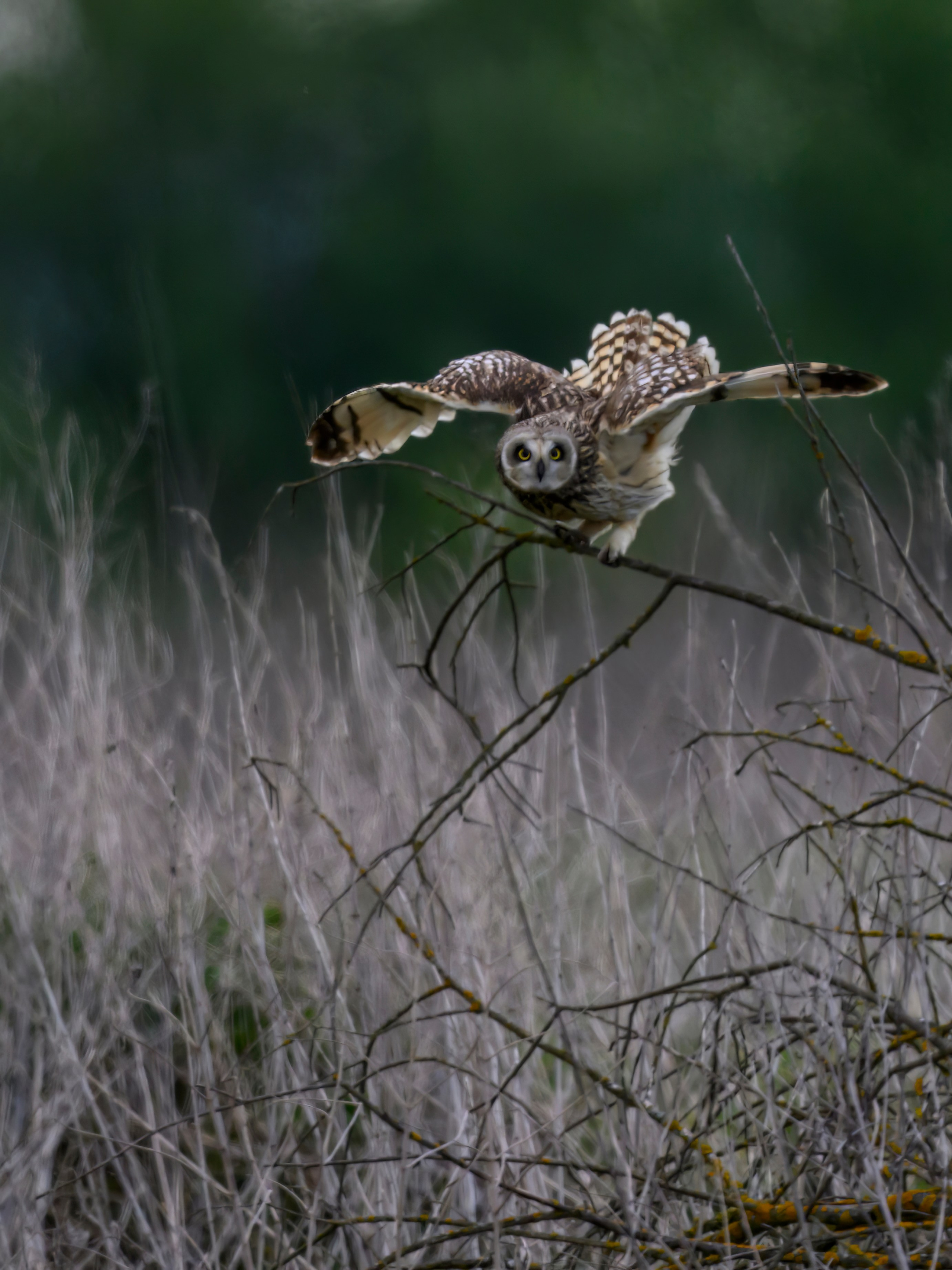 Охота сов и схватка с лунем. Фотограф Сергей Пупонин