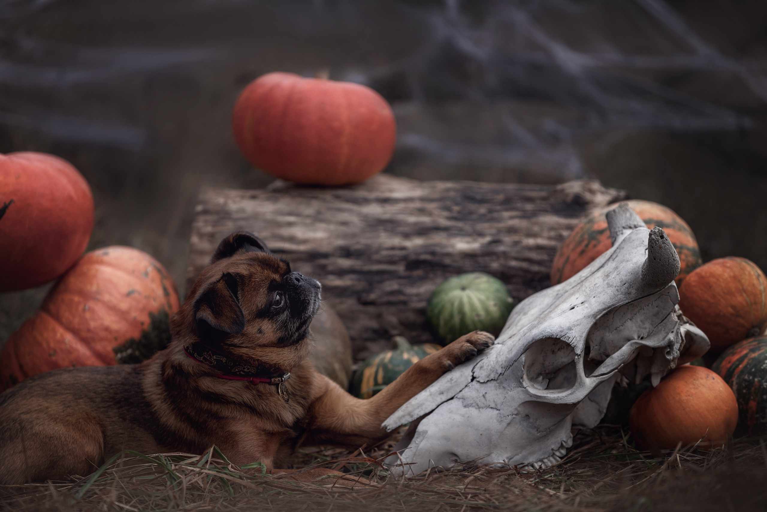 Фотодень «Хэллоуин» 2024. Фотограф-анималист в Калуге Мария Шерскова