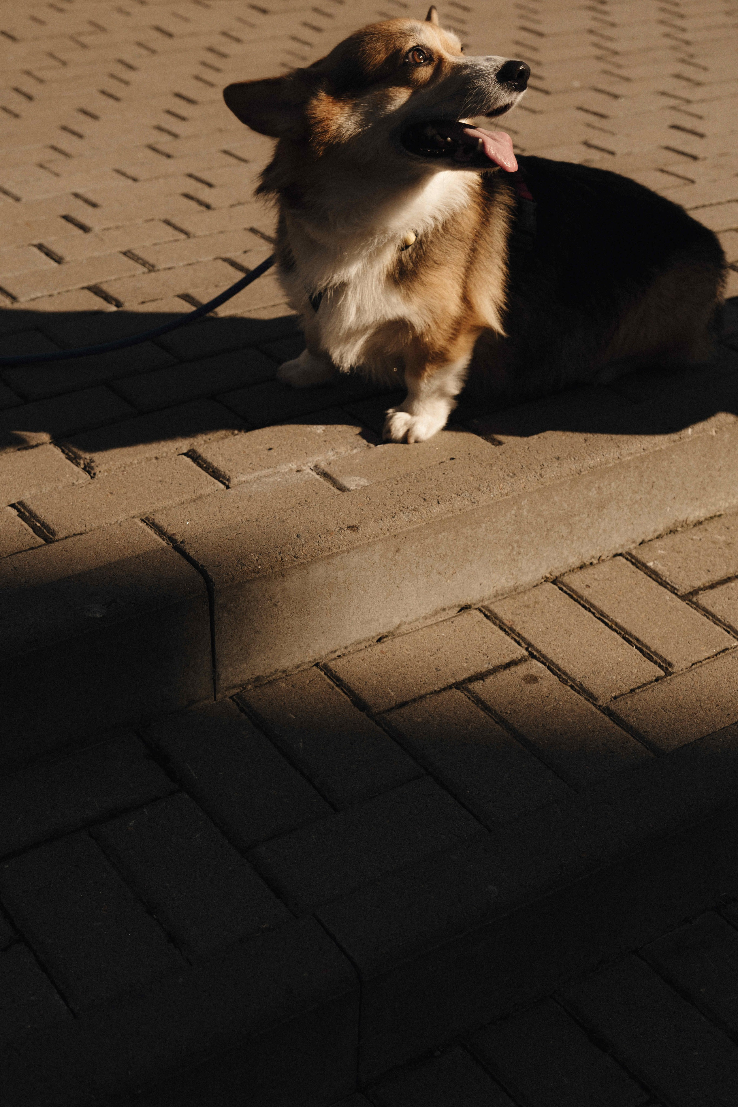 Love&Paws. Сентиментальная свадебная фотография