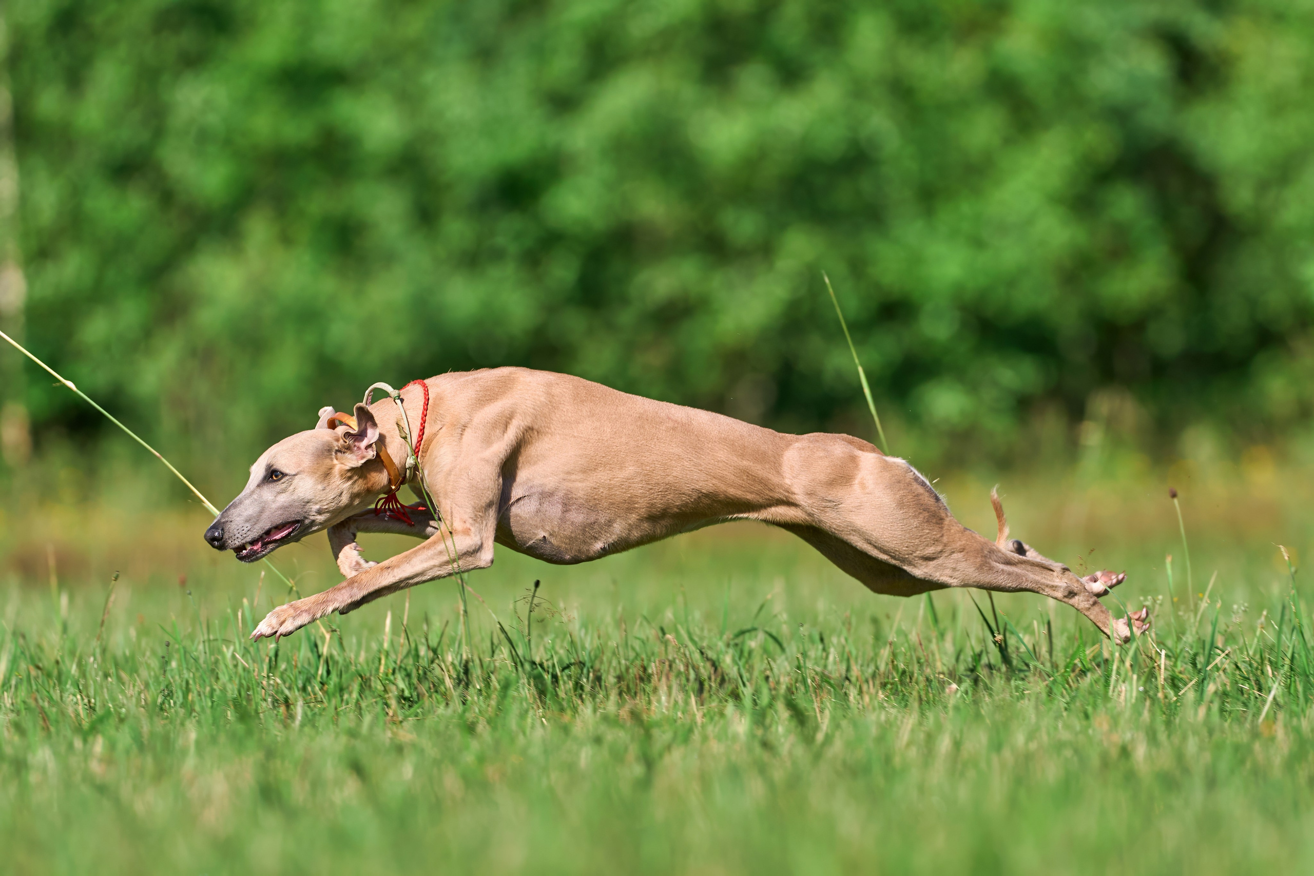 Тренировка по курсингу в Донино. Фотограф-анималист Михаил Манухин