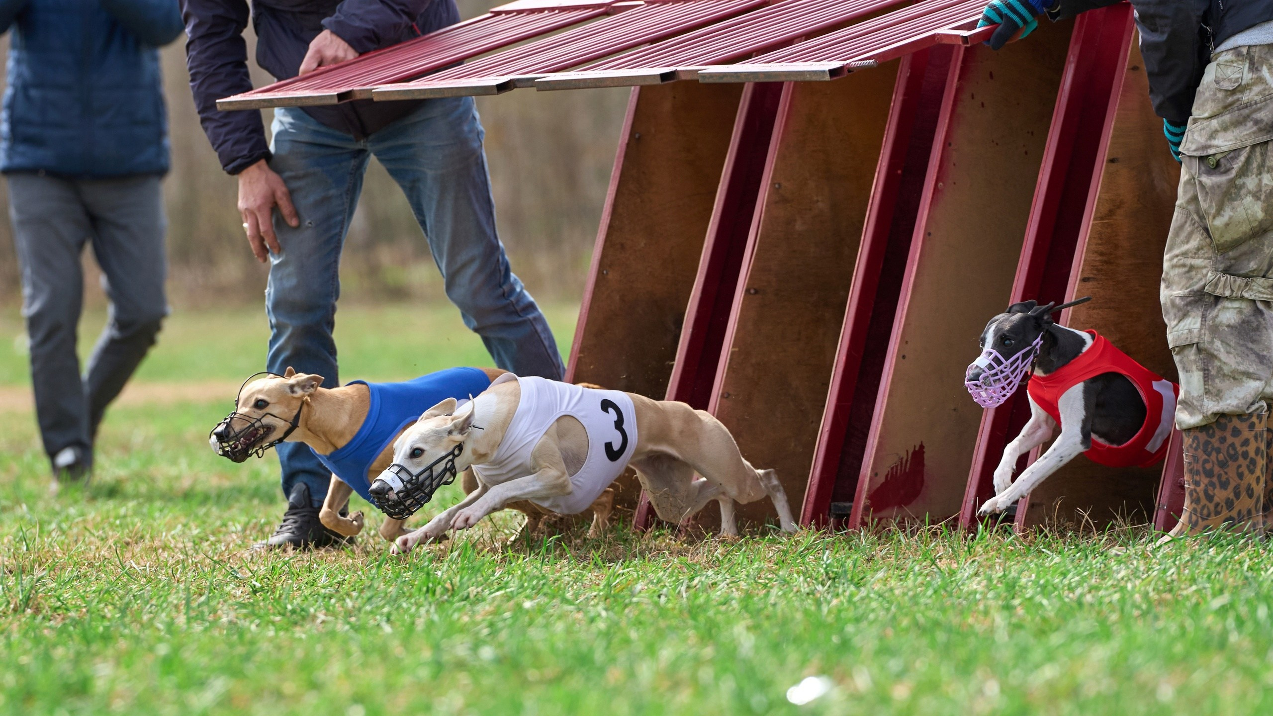 Квалификация по рейсингу. Фотограф-анималист Михаил Манухин