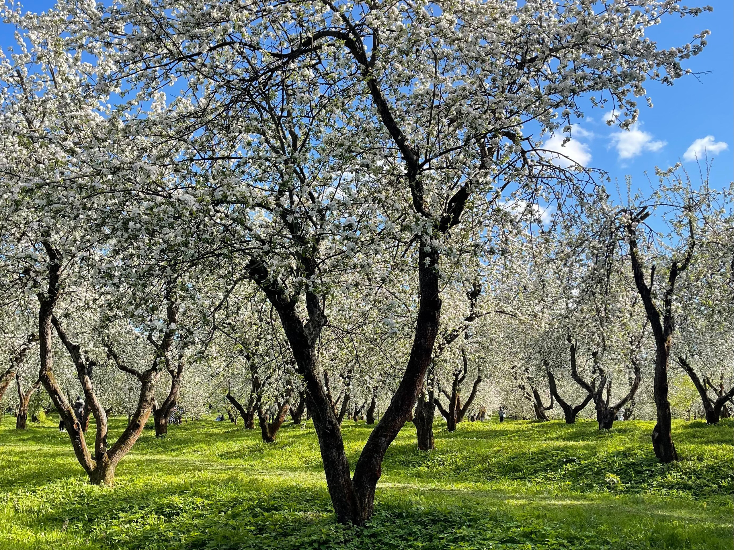 Коломенское. Экскурсовод по Москве Беляева Валентина