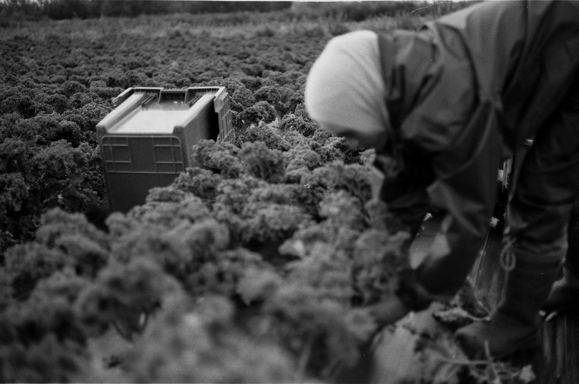 SuperFoodFarm. The history of the farm. Another person Pavel Potseluev. A photographer in 2025