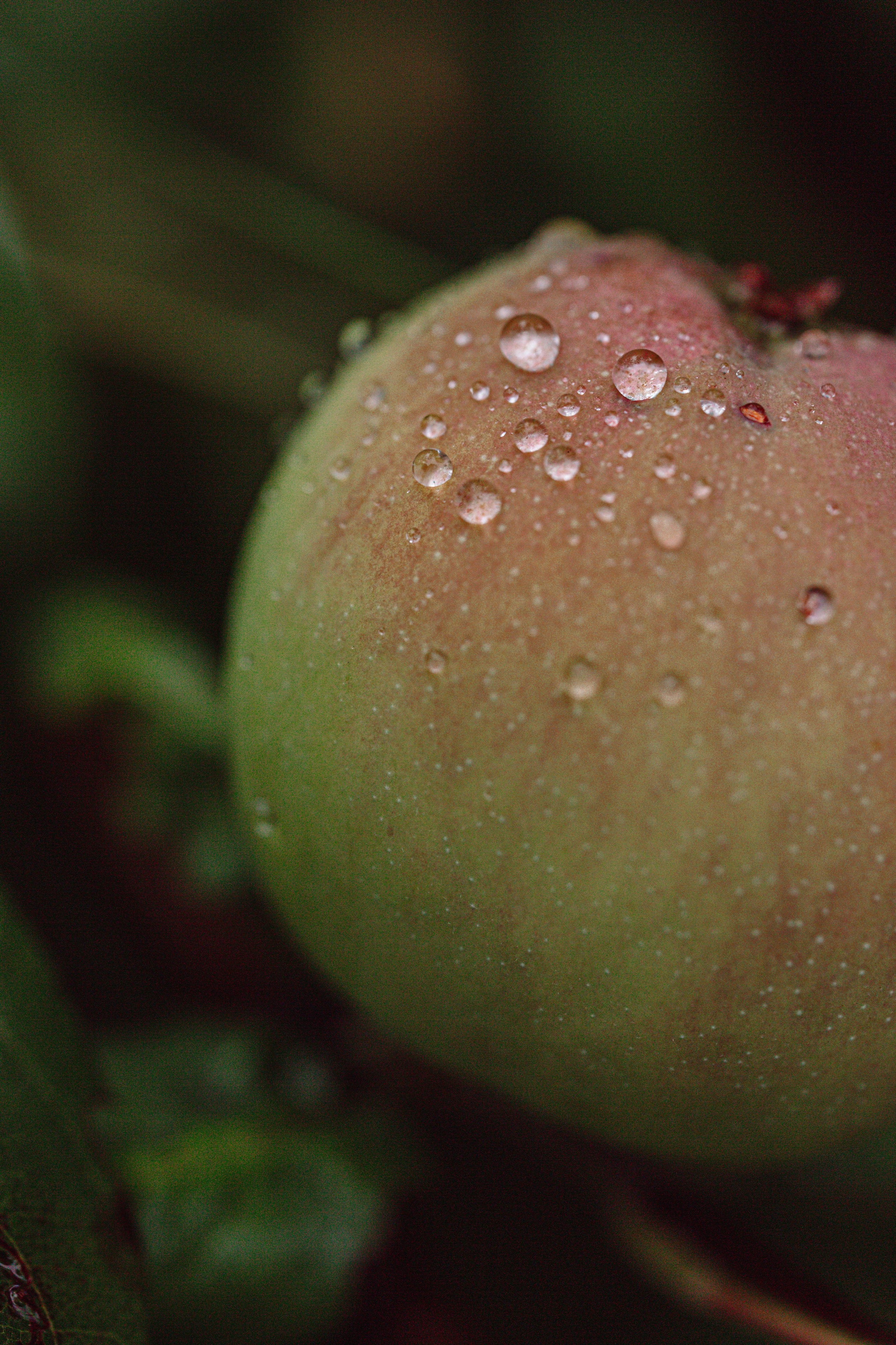 Green. Фотограф Олеся Кавлакан