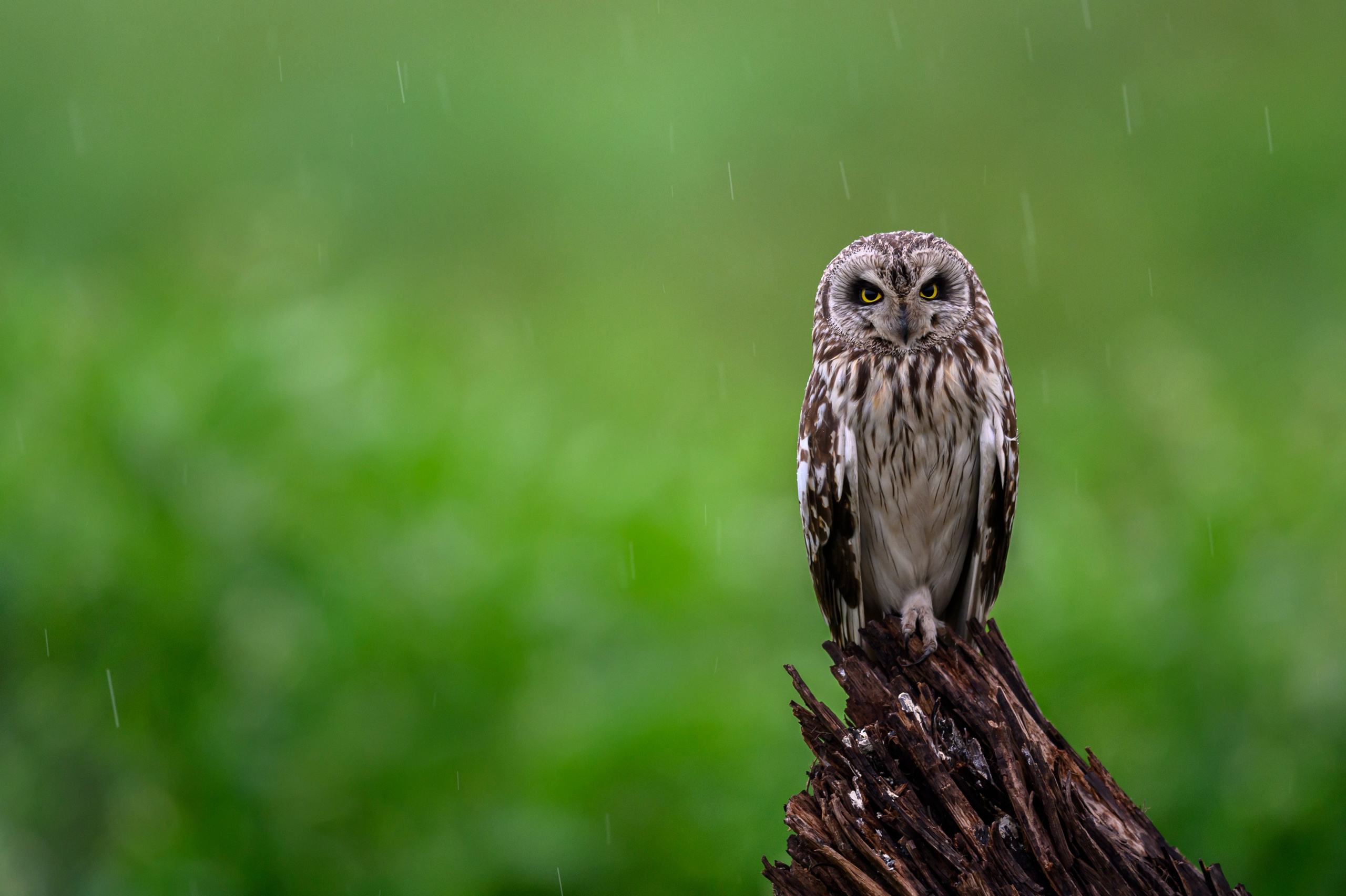 Мэрилин Монро | Marilyn Monroe. Фотограф Сергей Пупонин