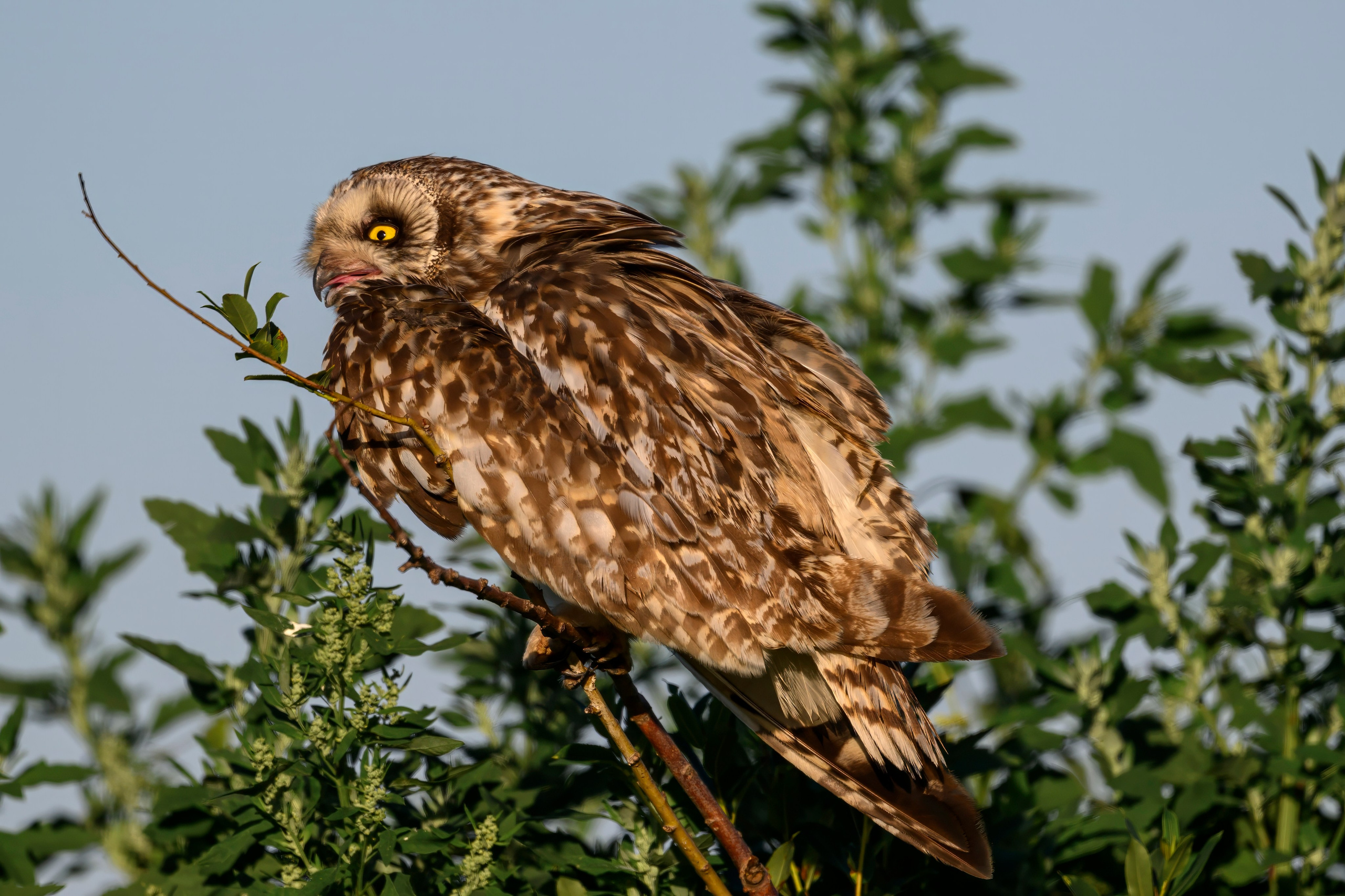 Утренний моцион совы. Owl's morning routine. Wildlife photography by Sergey Puponin