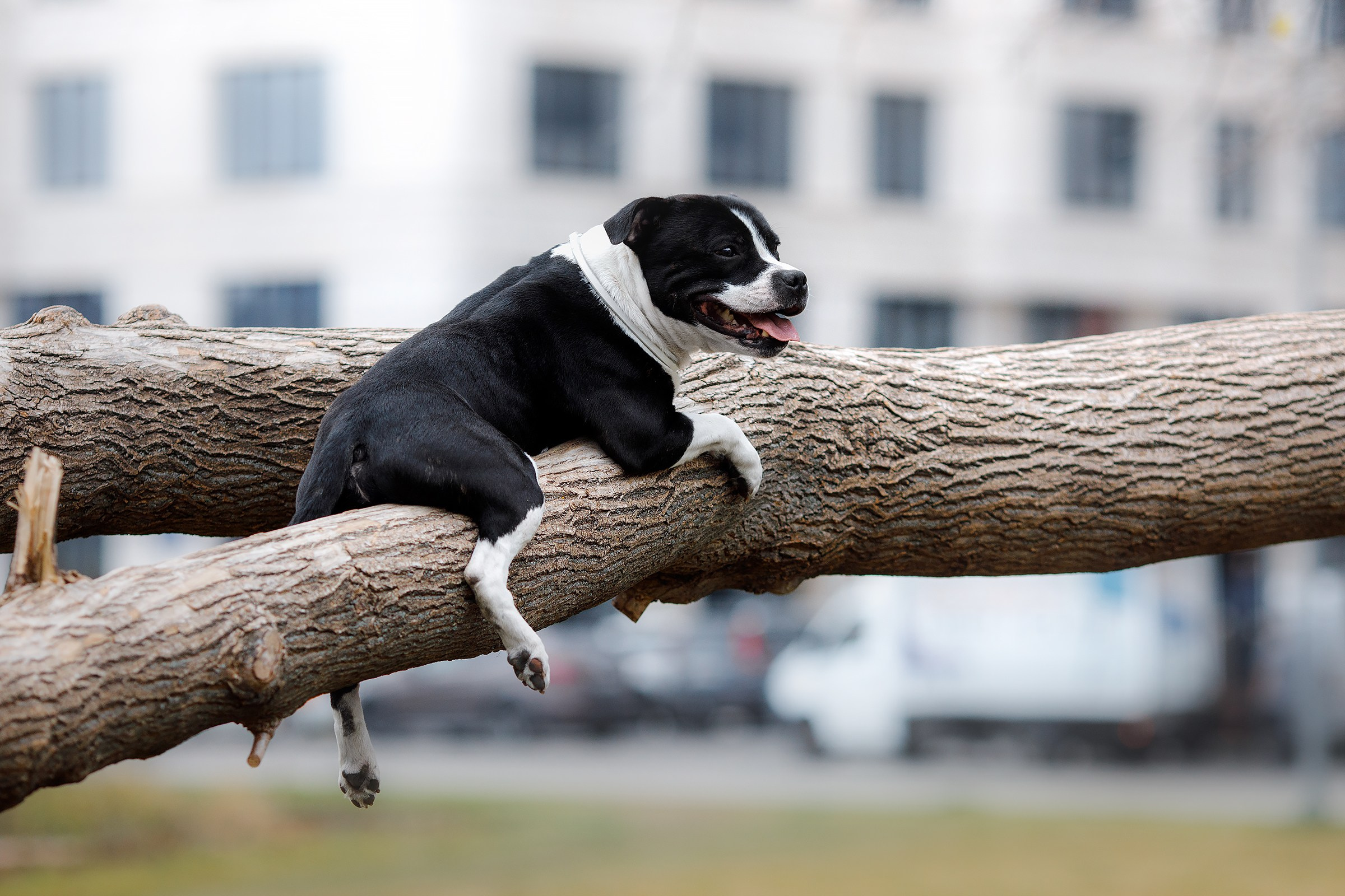 Фотограф-анималист Mary Mart — Москва, Питер
