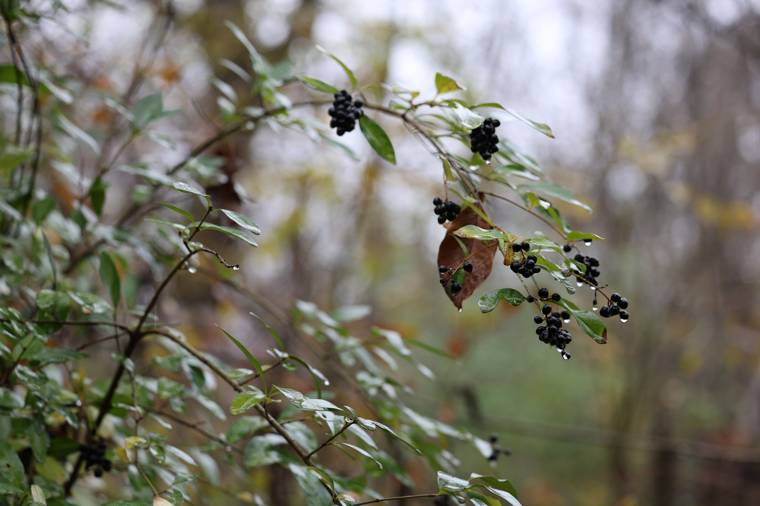 Мария Алексеева. Фотограф в Москве