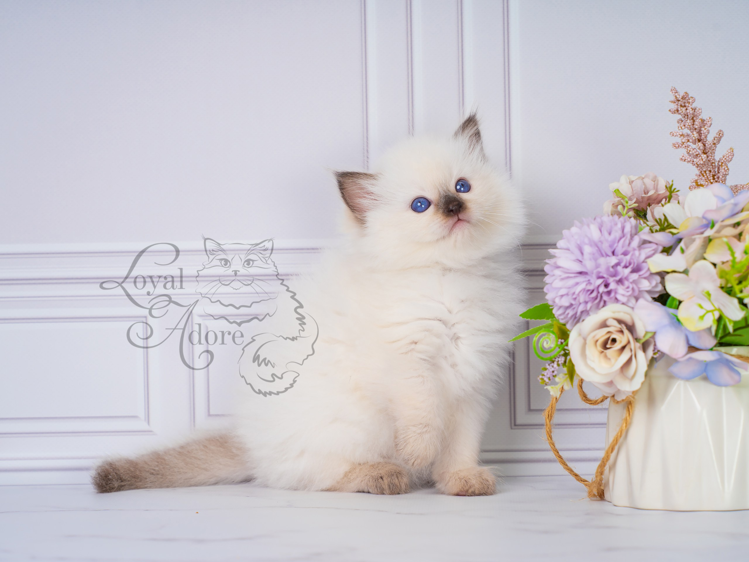 Котята рэгдолл от Loyal Adore. Питомник рэгдолл Loyal Adore