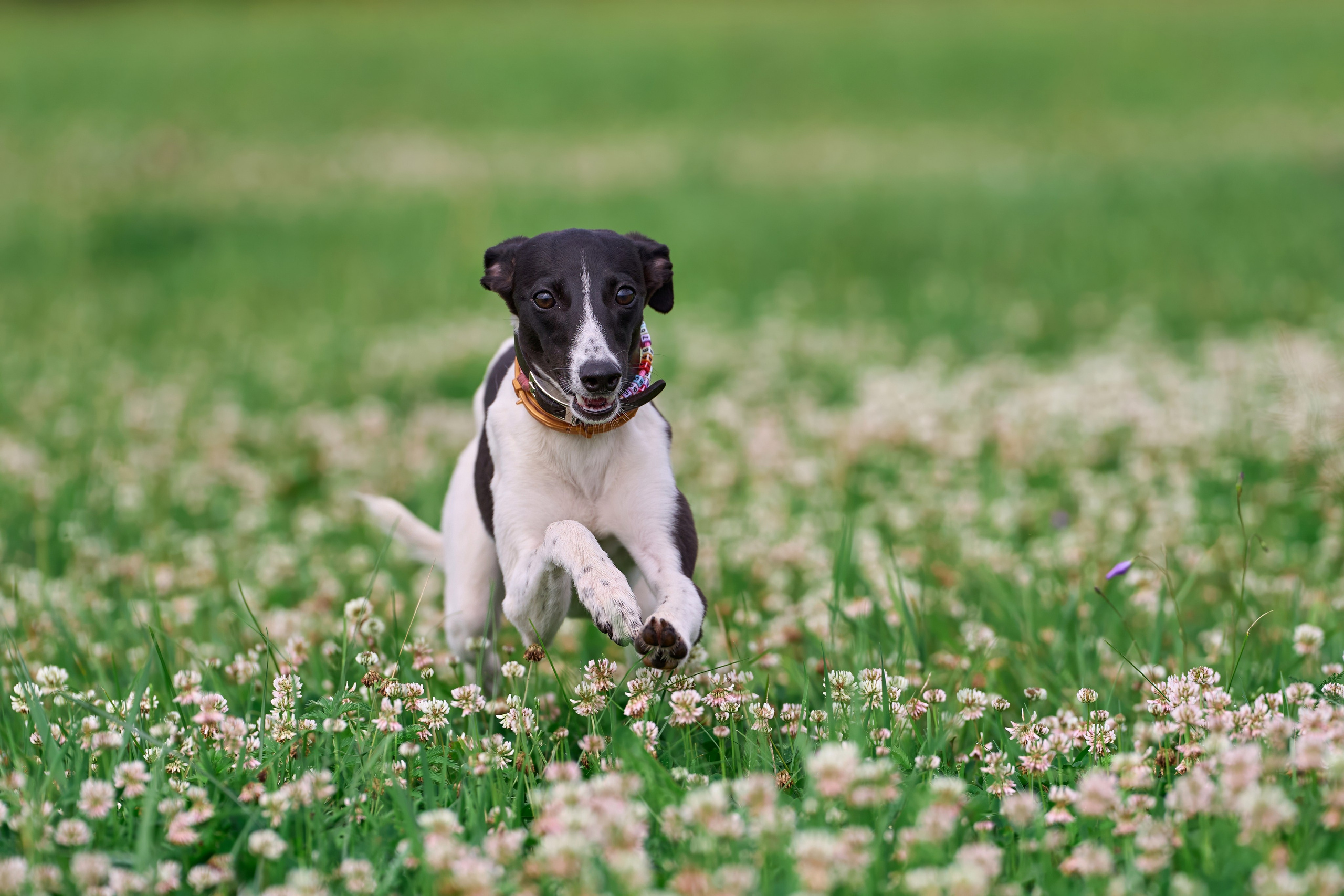 Тренировка по курсингу в Донино. Фотограф-анималист Михаил Манухин