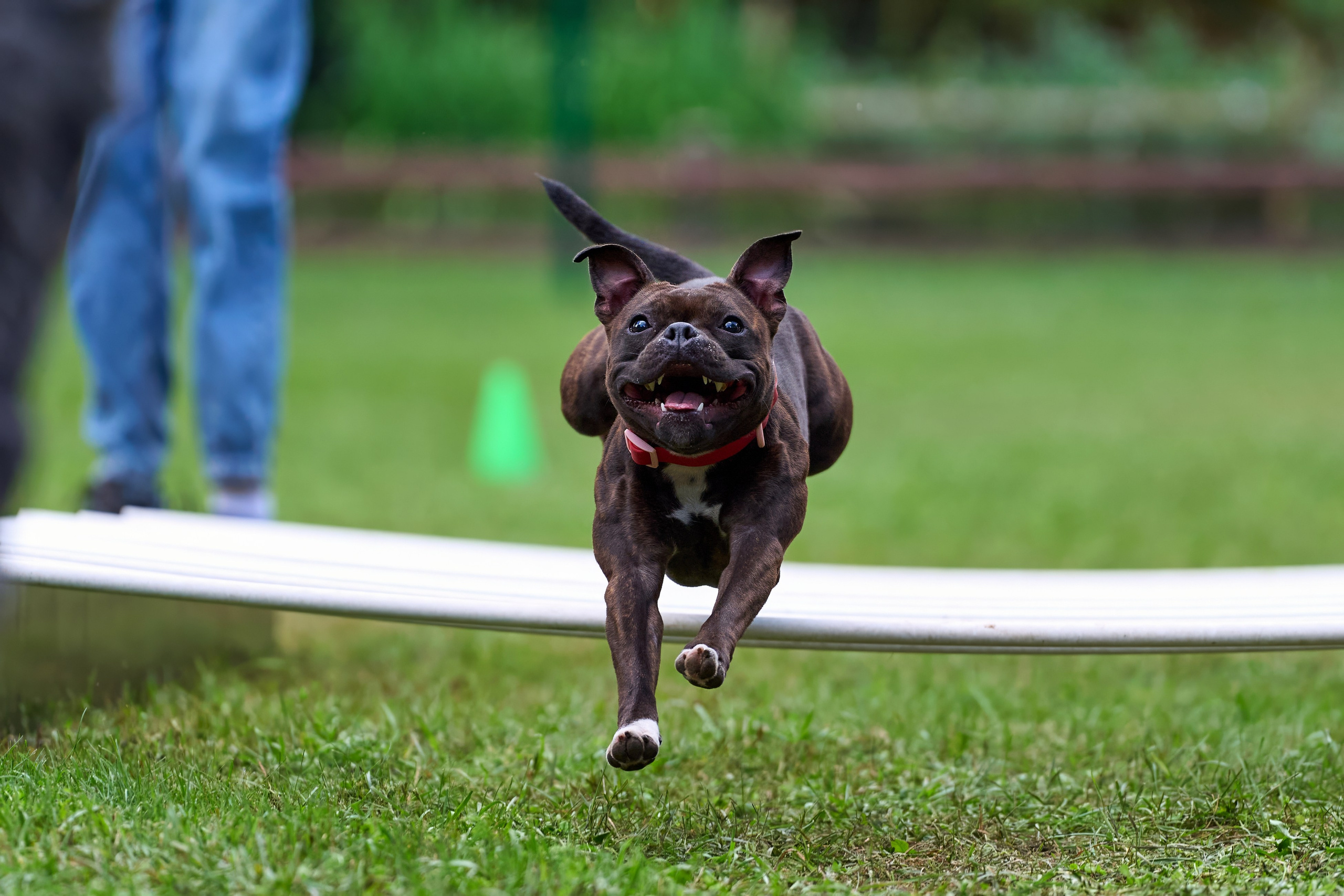 Jump'n'Gym JUMP! — 2024. Фотограф-анималист Михаил Манухин