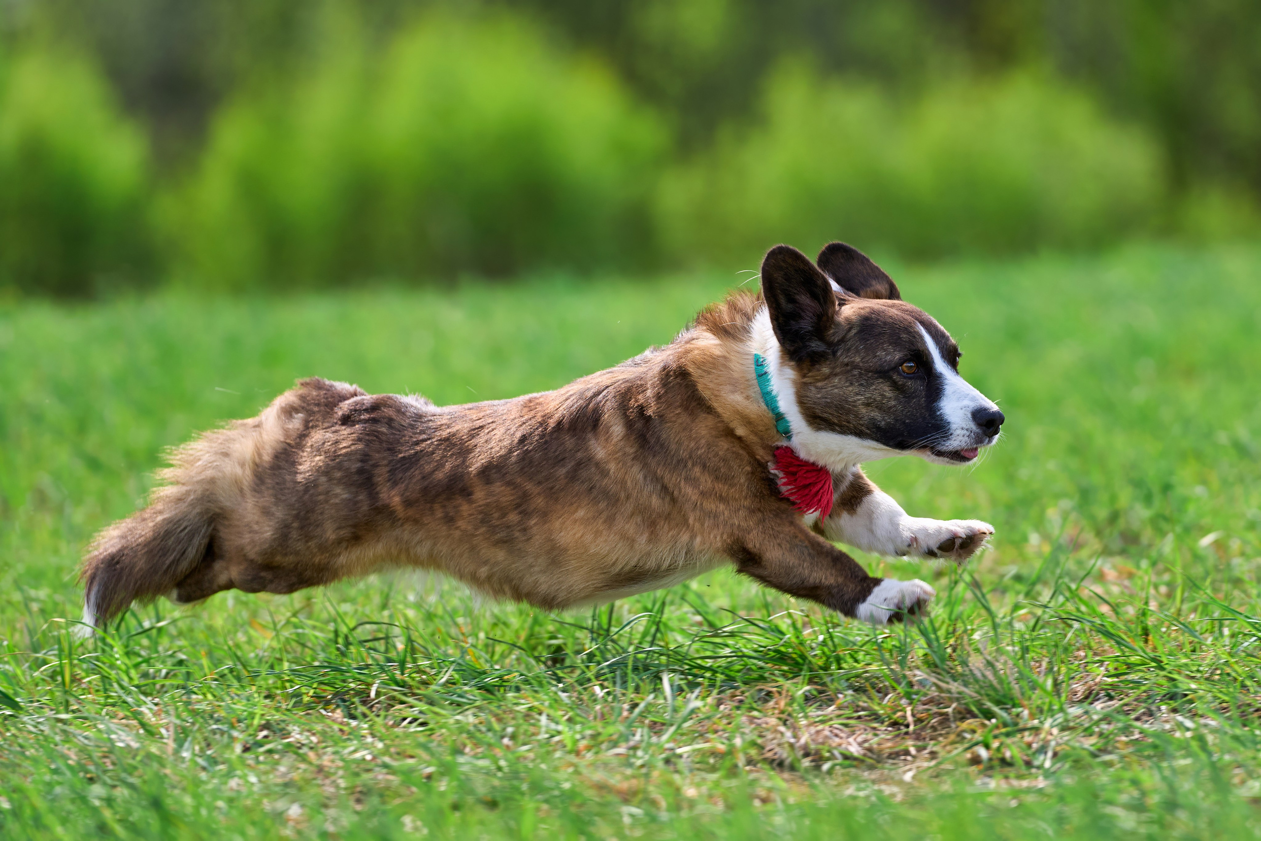 Тренировка по курсингу «на Ярославке». Фотограф-анималист Михаил Манухин