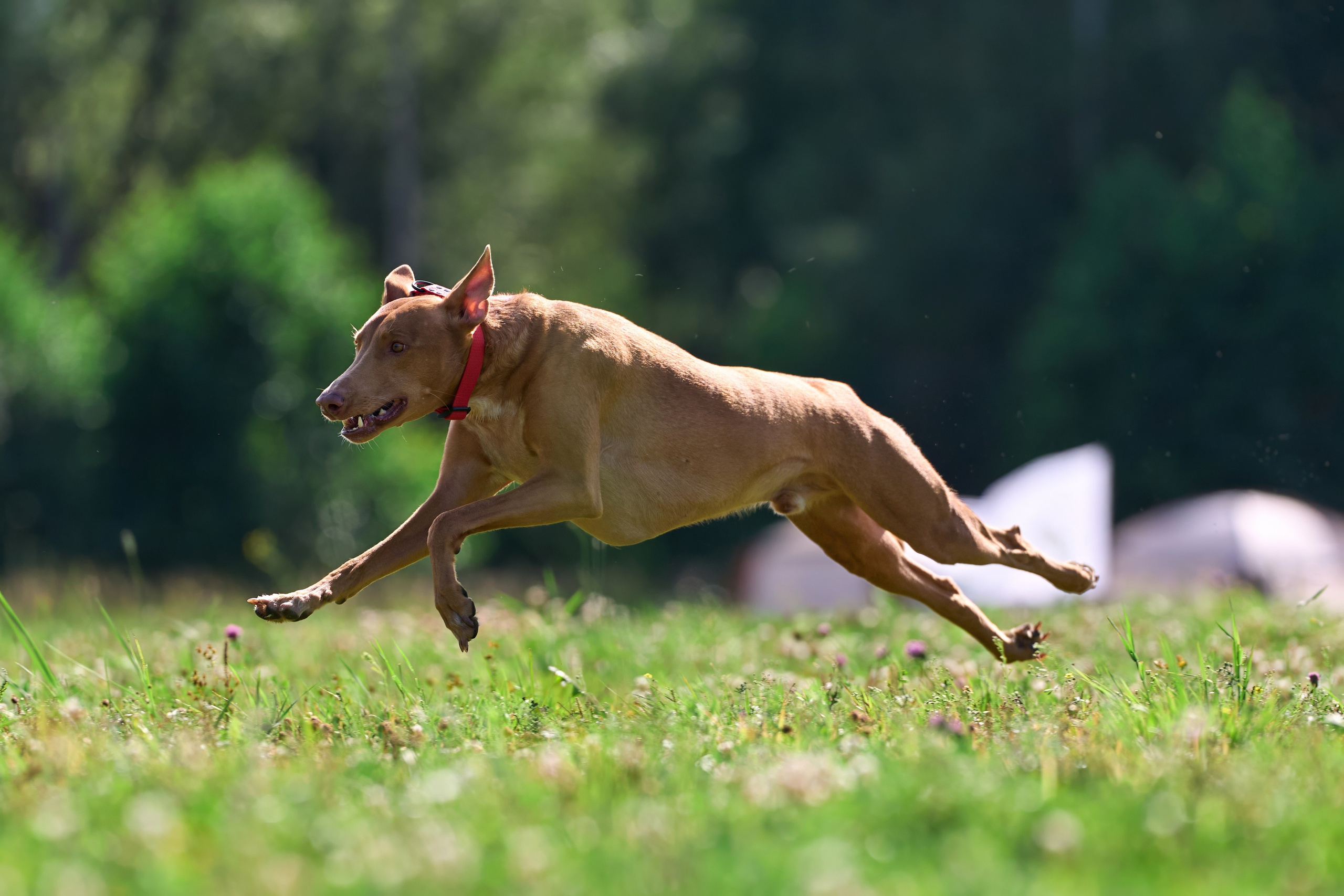 Тренировка в Донино. Фотограф-анималист Михаил Манухин