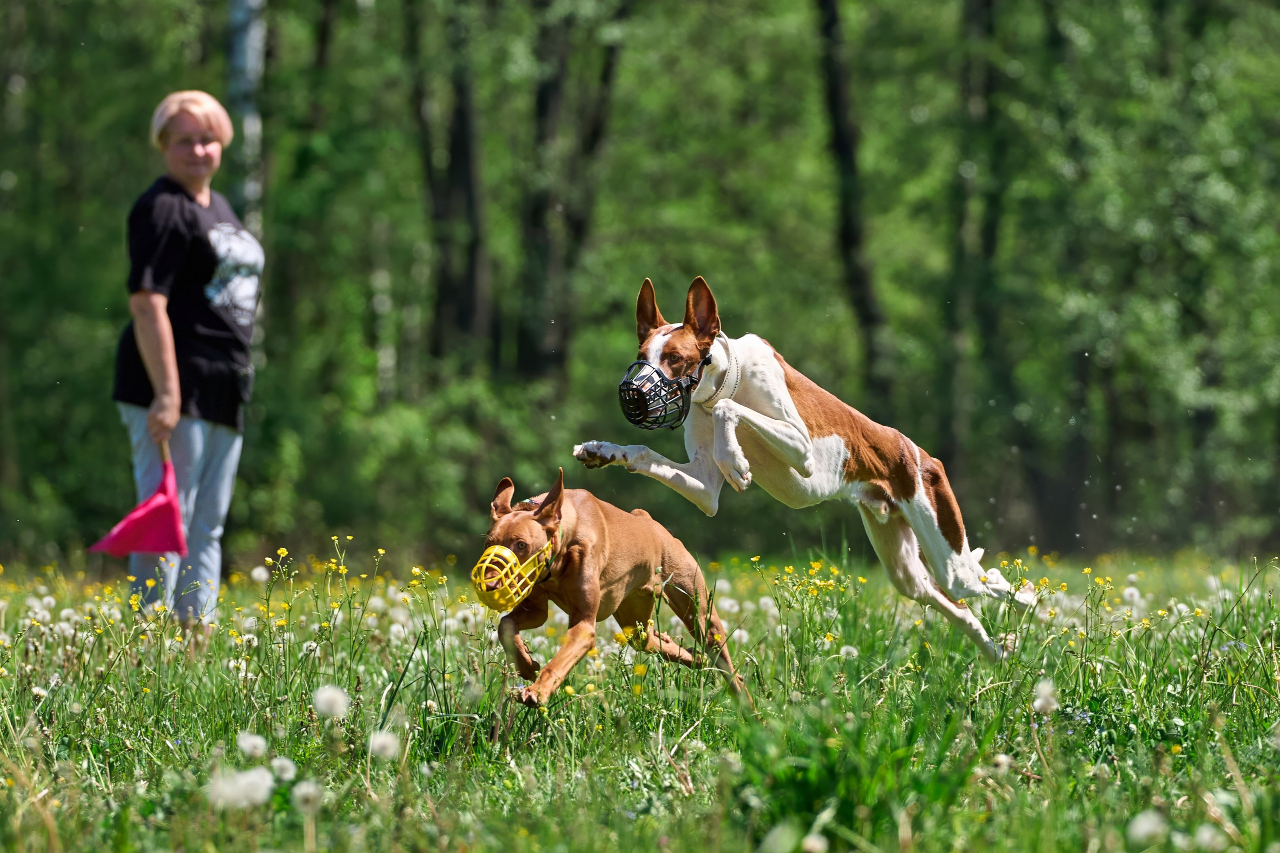 Тренировка по курсингу Донино. Фотограф-анималист Михаил Манухин