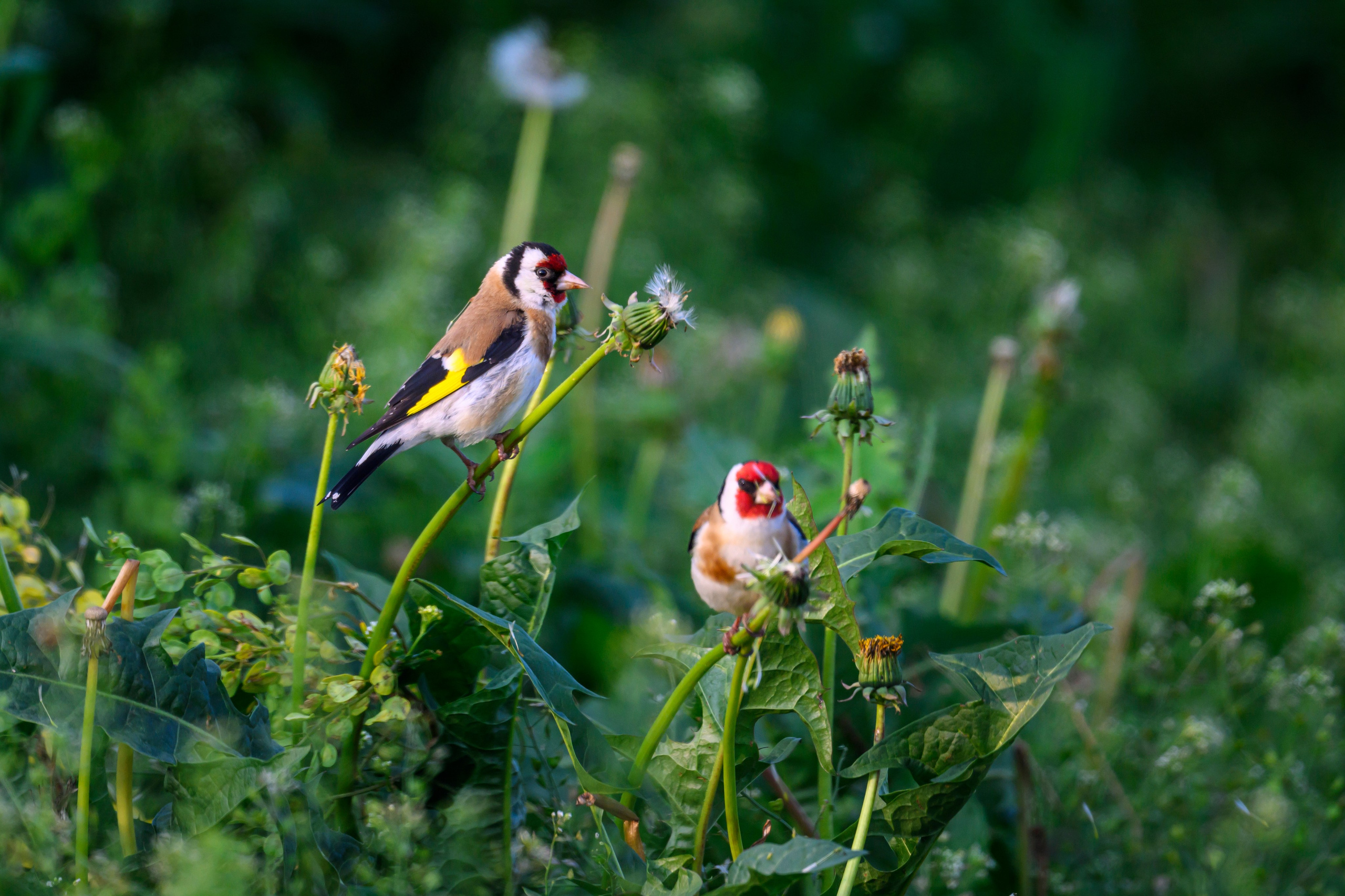 Щеглы и чекан. Wildlife photography by Sergey Puponin