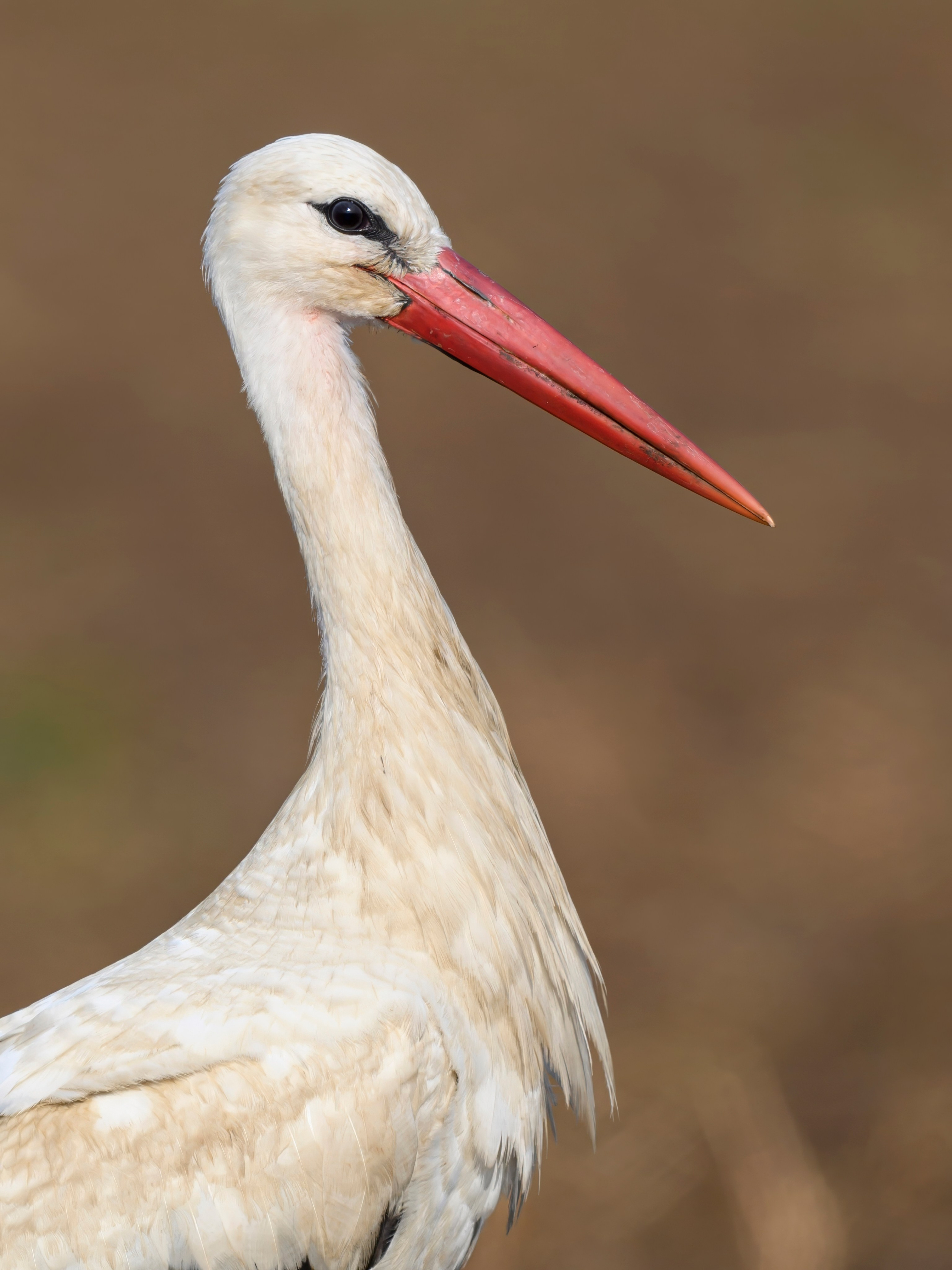 Совы и аисты. Owls and Storks. Wildlife photography by Sergey Puponin