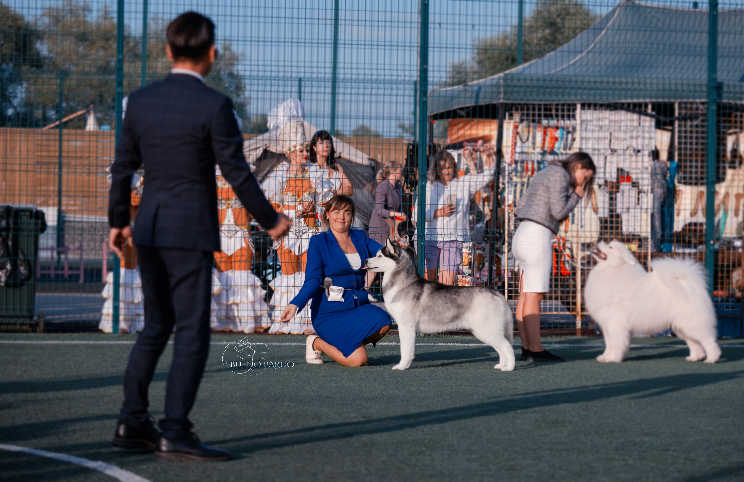 Собаки питомника Bueno Pardo. Питомник собак Акита, Хаски, Корги