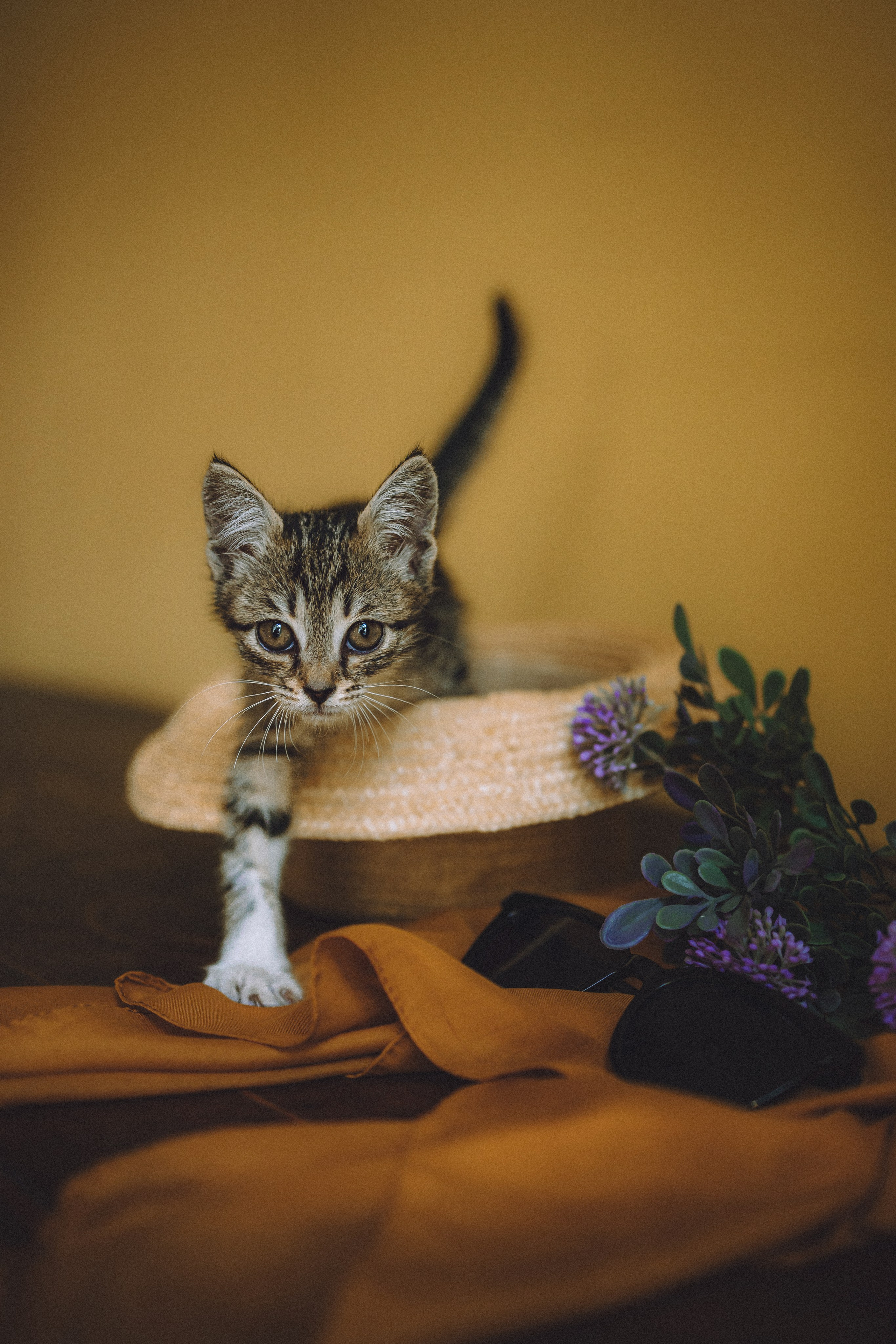 Более 30 идей для фотосессии с котенком