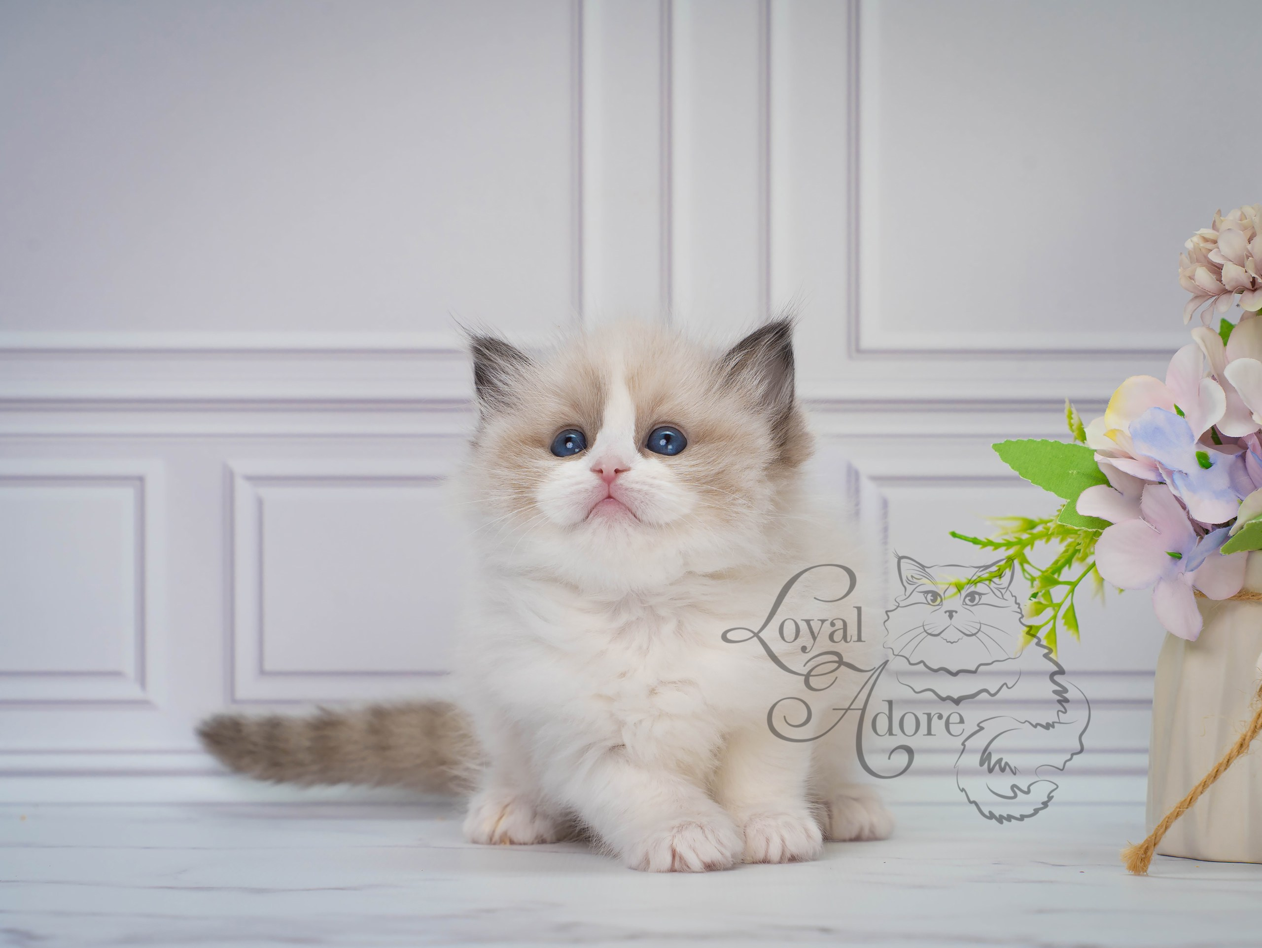 Котята рэгдолл от Loyal Adore. Питомник рэгдолл Loyal Adore