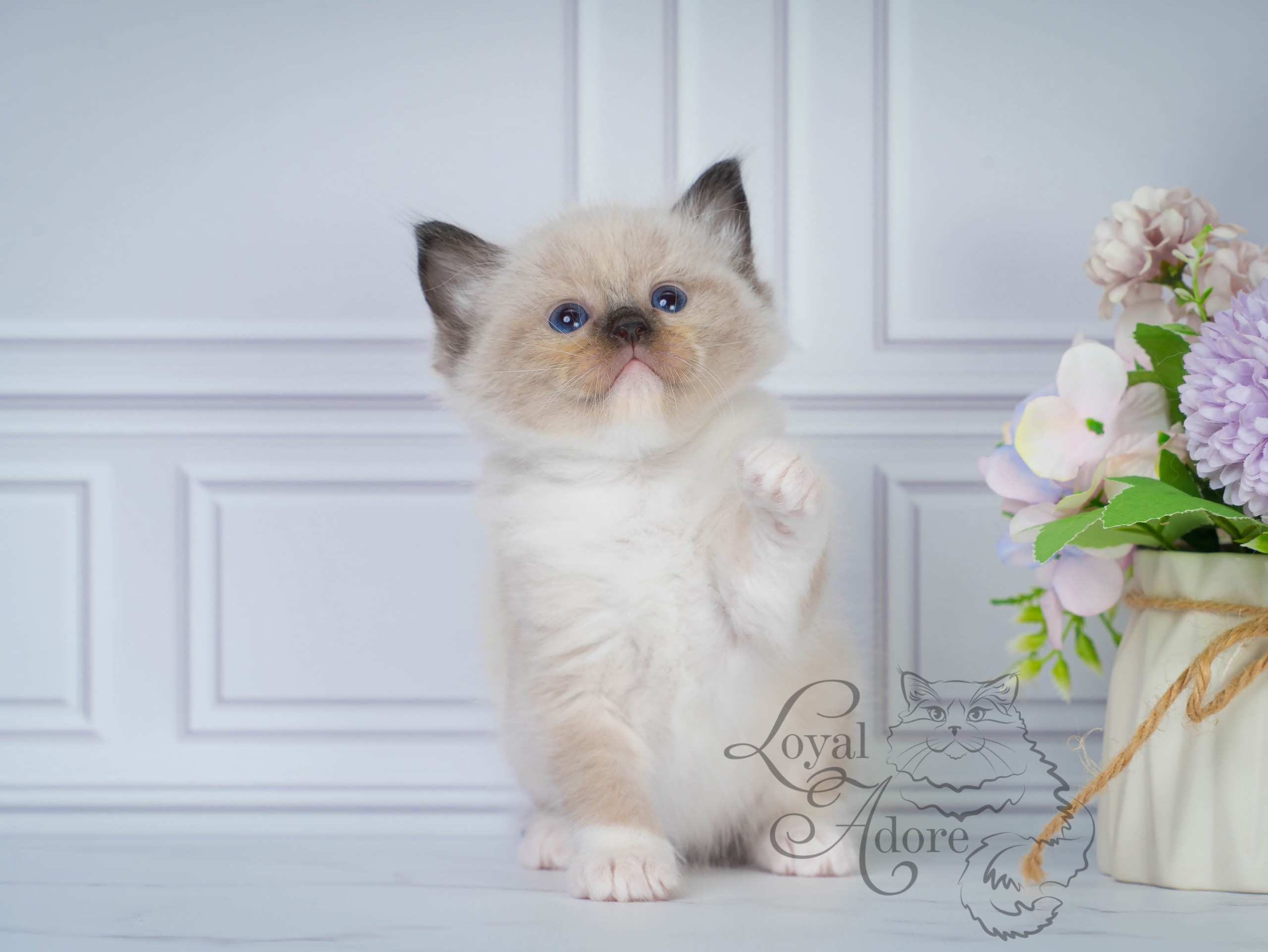 Все свободные котята. Питомник рэгдолл Loyal Adore