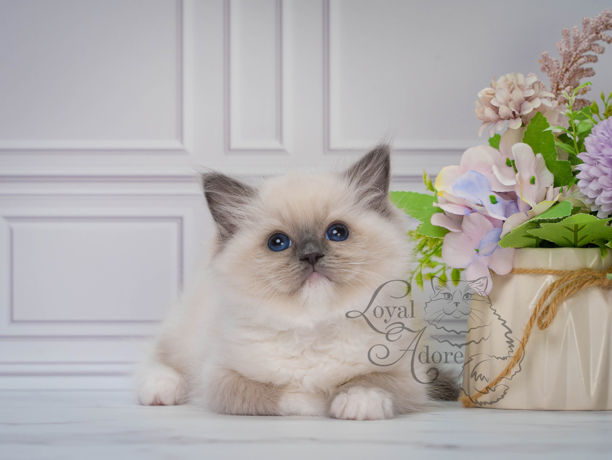 Котята рэгдолл от Loyal Adore. Питомник рэгдолл Loyal Adore