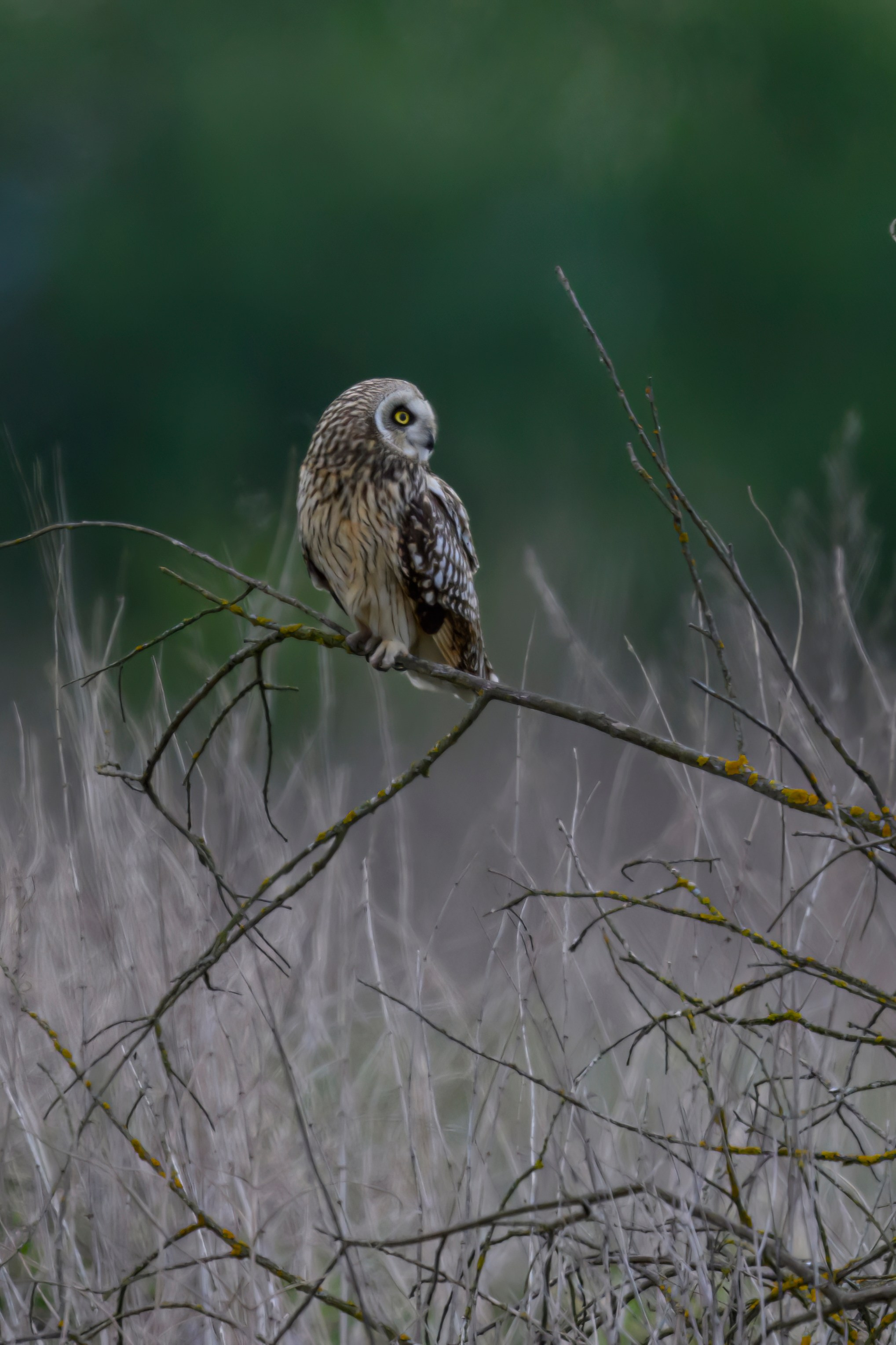 Охота сов и схватка с лунем. Фотограф Сергей Пупонин