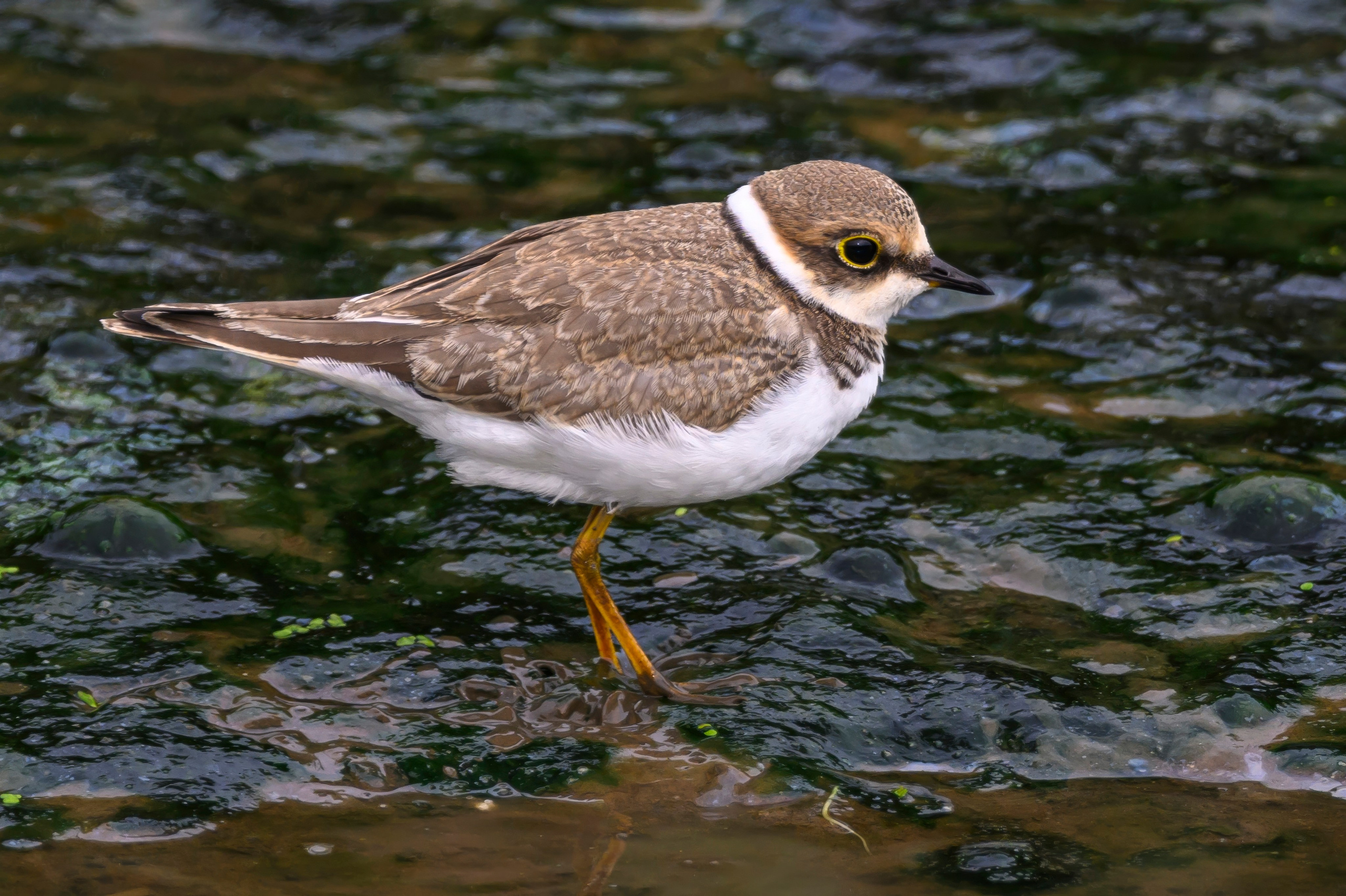 Цапля и малый зуек. Wildlife photography by Sergey Puponin