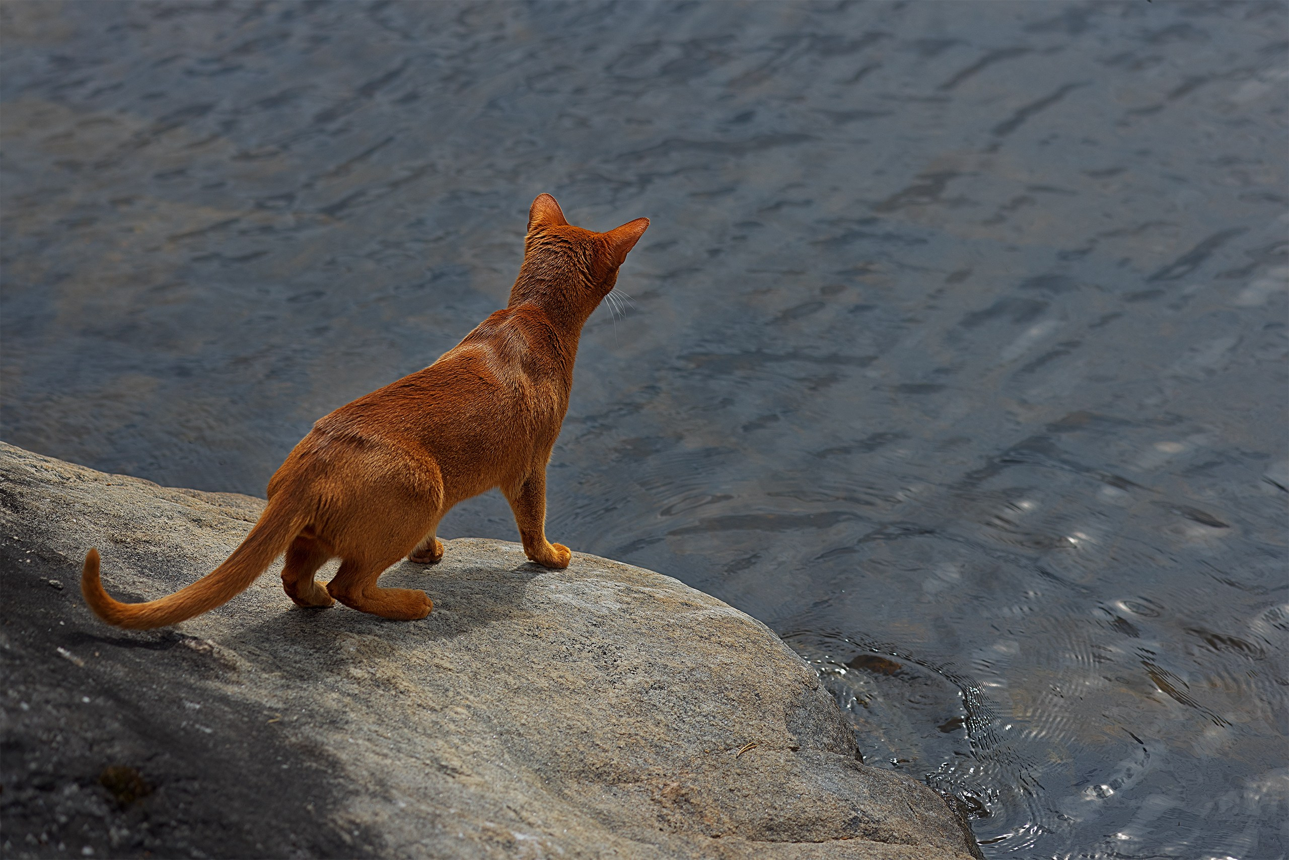 Котики. Сайт фотографа Елены Михайловой. Фотосессии на пленэре в Сестрорецке