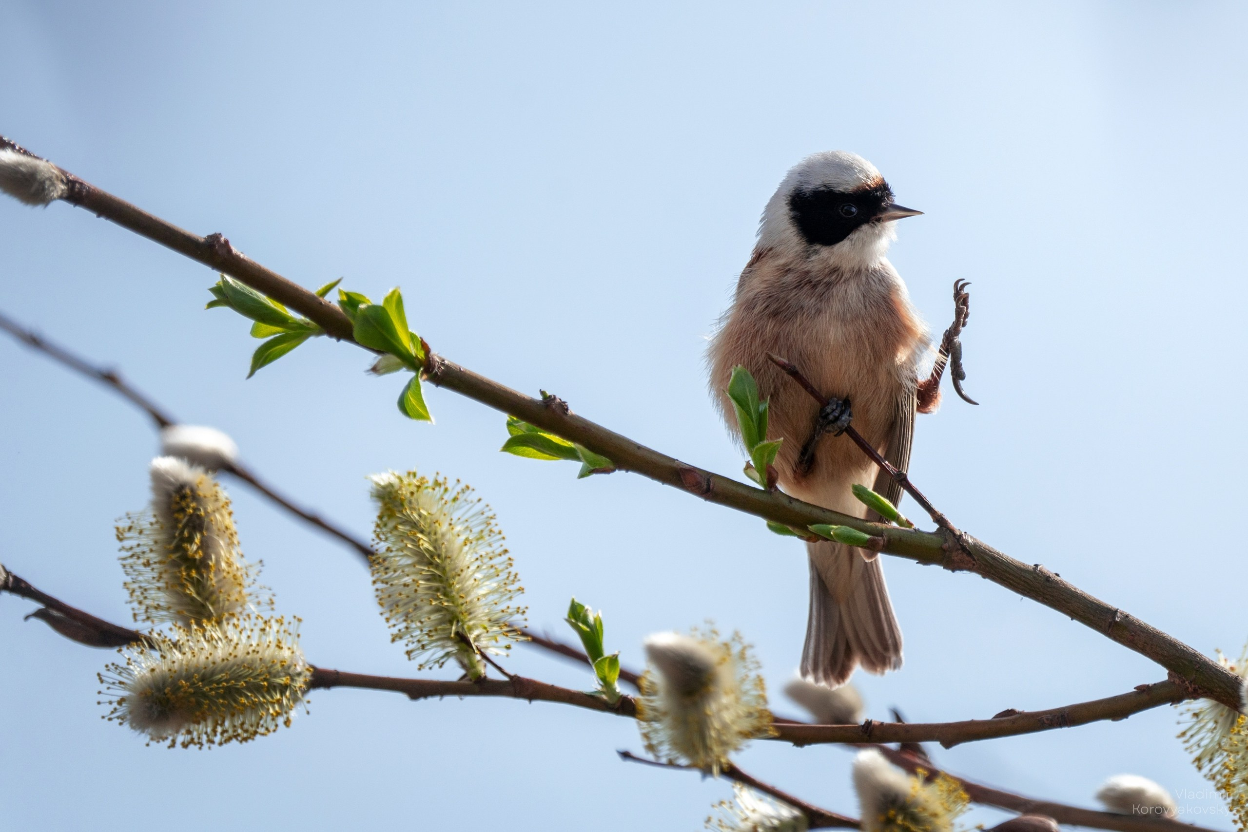 Животные. Фотограф Владимир Коровяковский