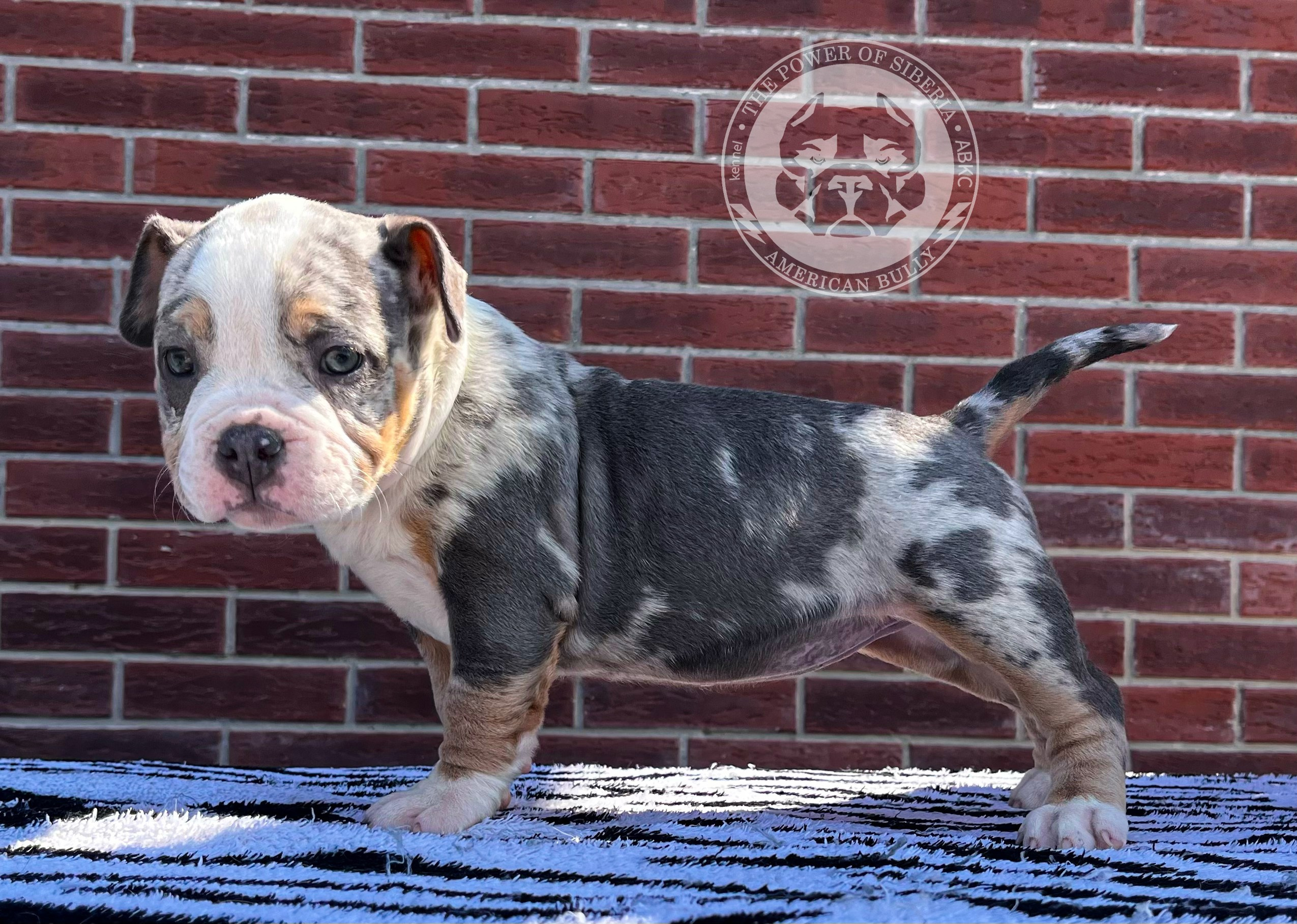 Помет Каспер и Асти. 13.04.25. Американский Булли в г. Ростов-на-Дону. Питомник THE POWER OF SIBERIA