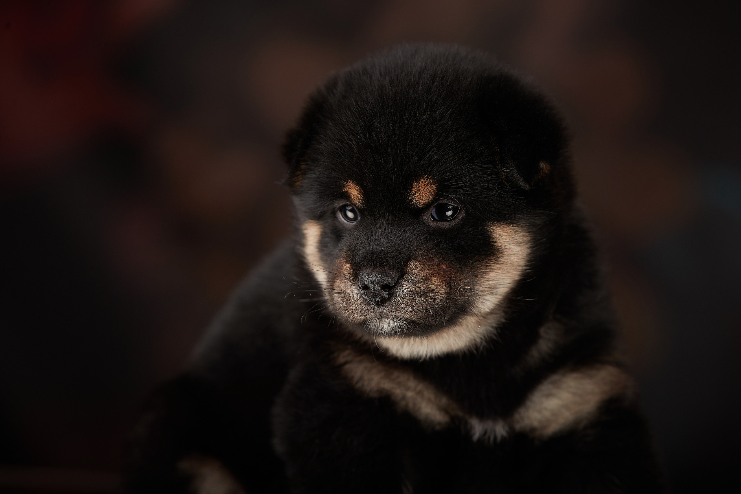 Сиба-ину щенки, фотосъемка на дому