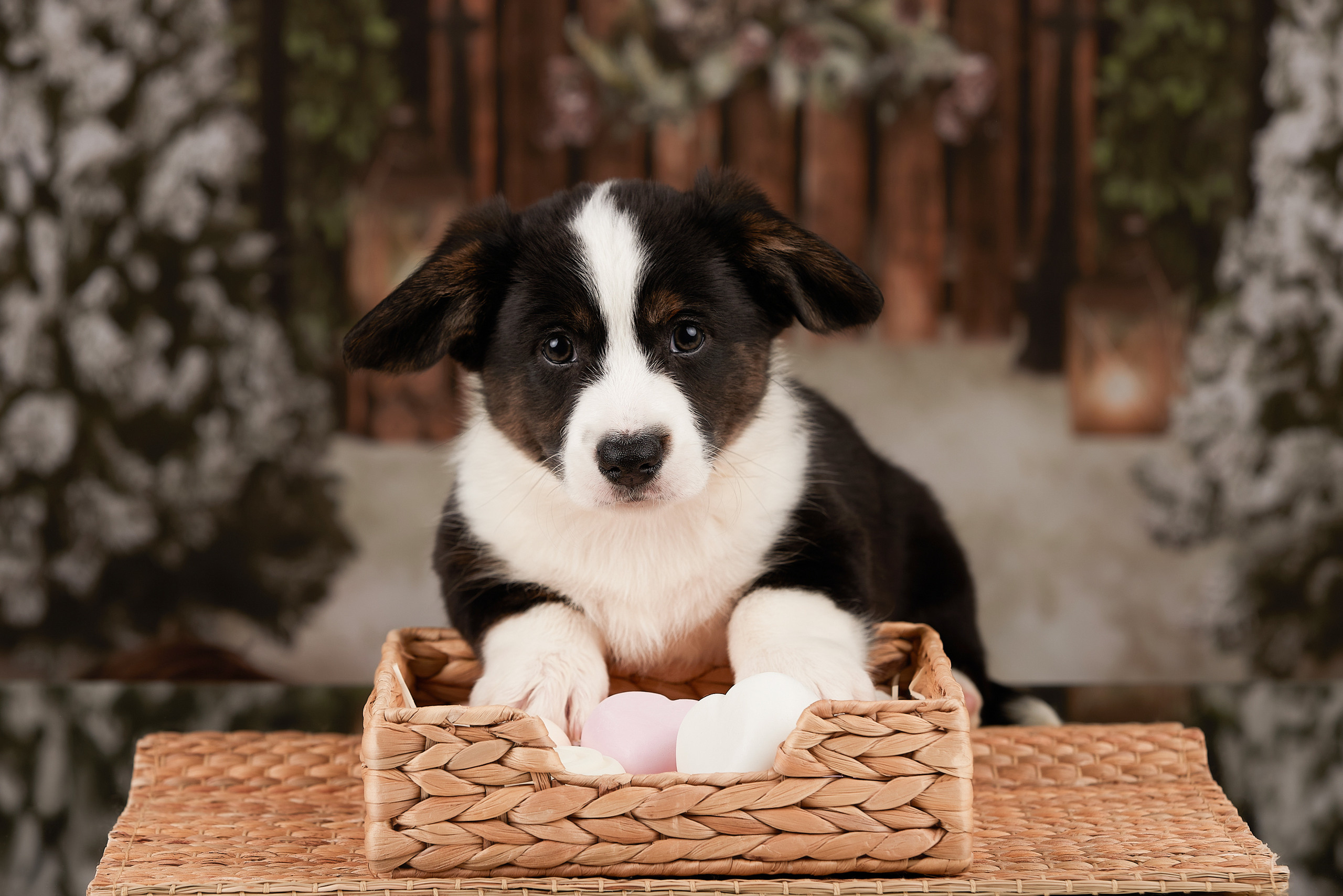 Щенок кардигана, фотосъемка на дому