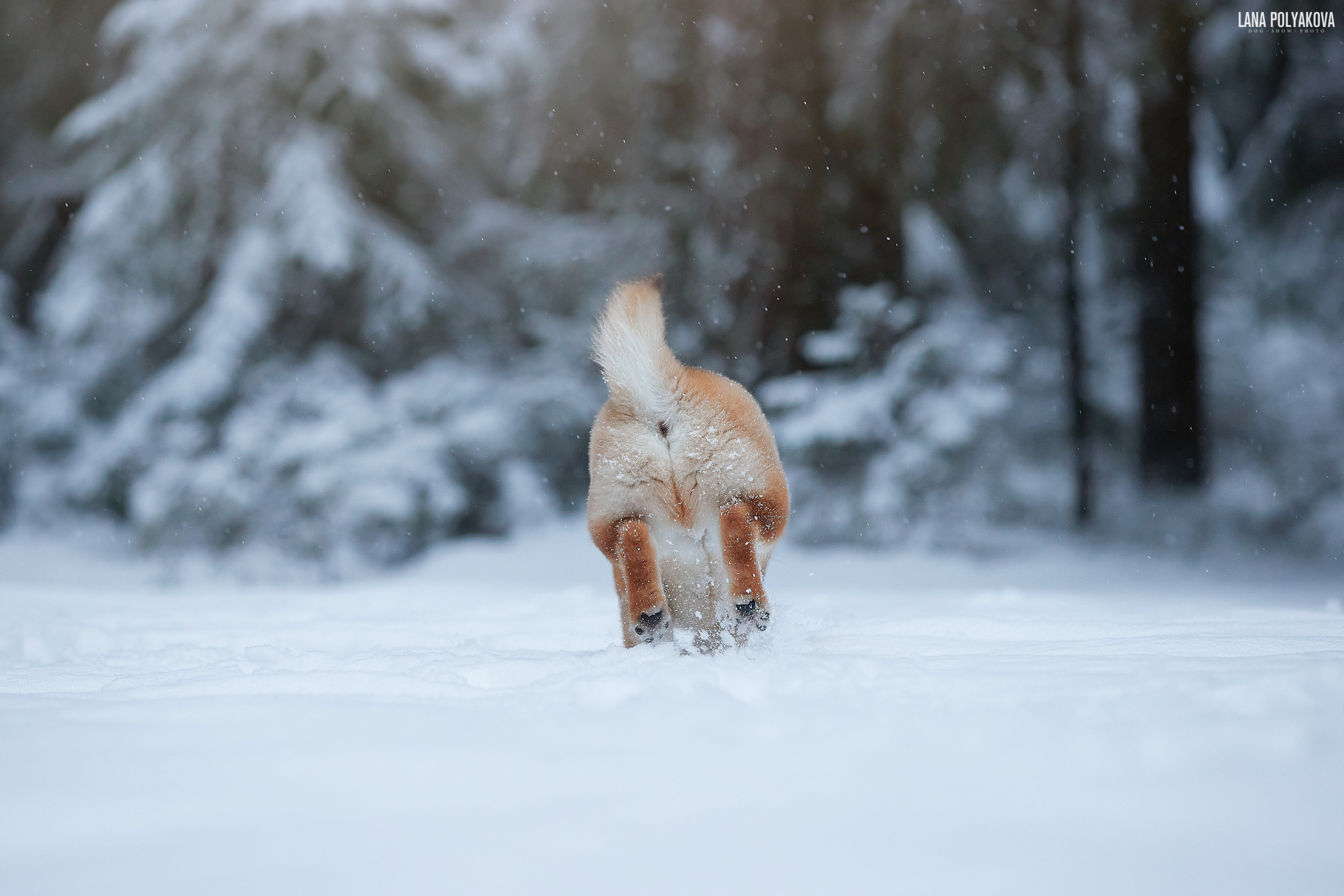 Сиба-ину щенки, фотосъемка на дому