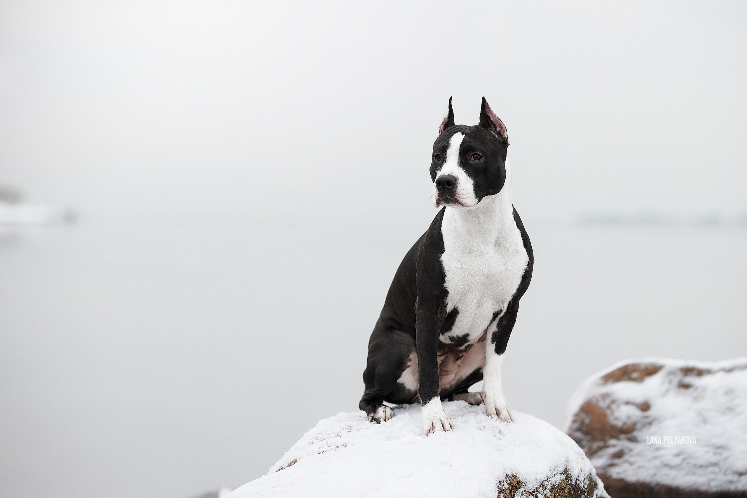 В Петербурге насыпало снегом!. ФОТОГРАФ-АНИМАЛИСТ l LANA POLYAKOVA
