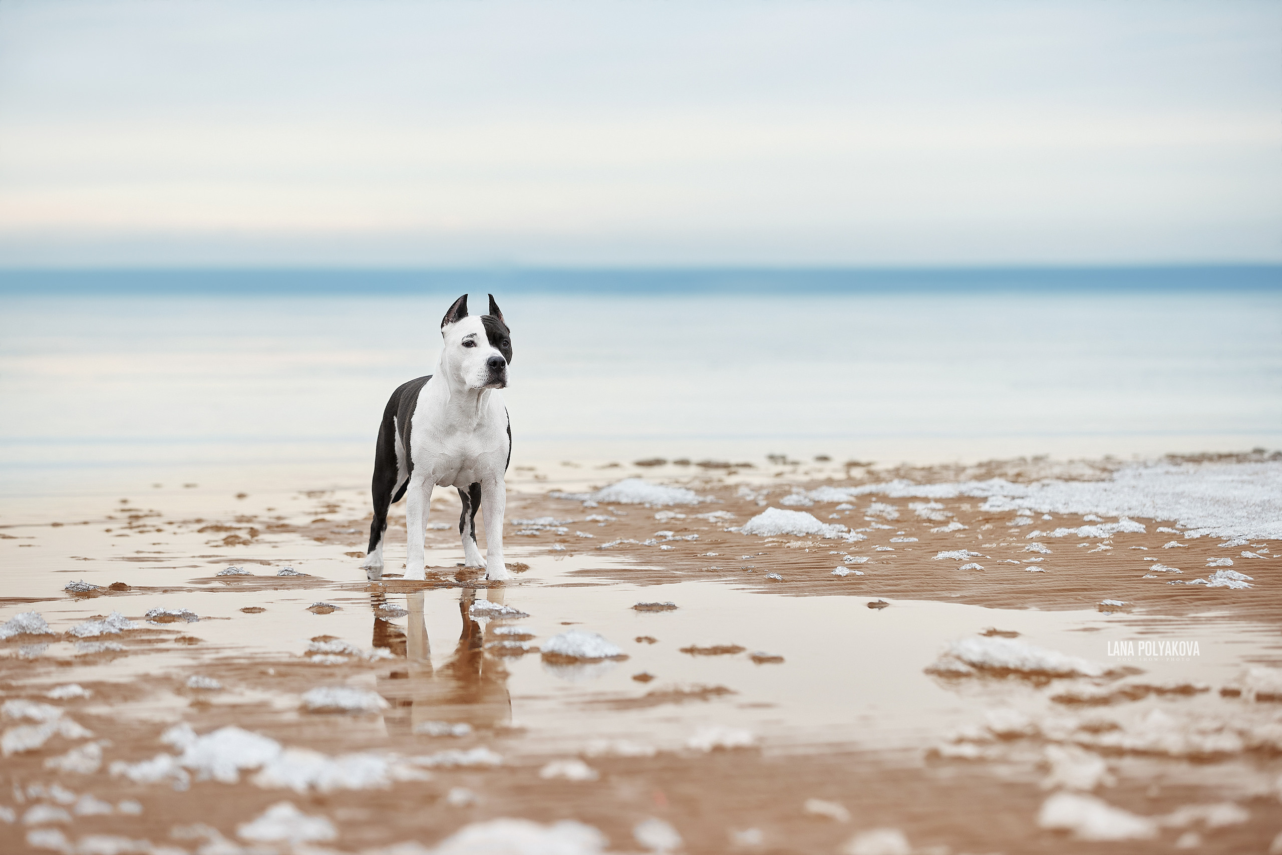 Американский стаффордширский терьер, зима