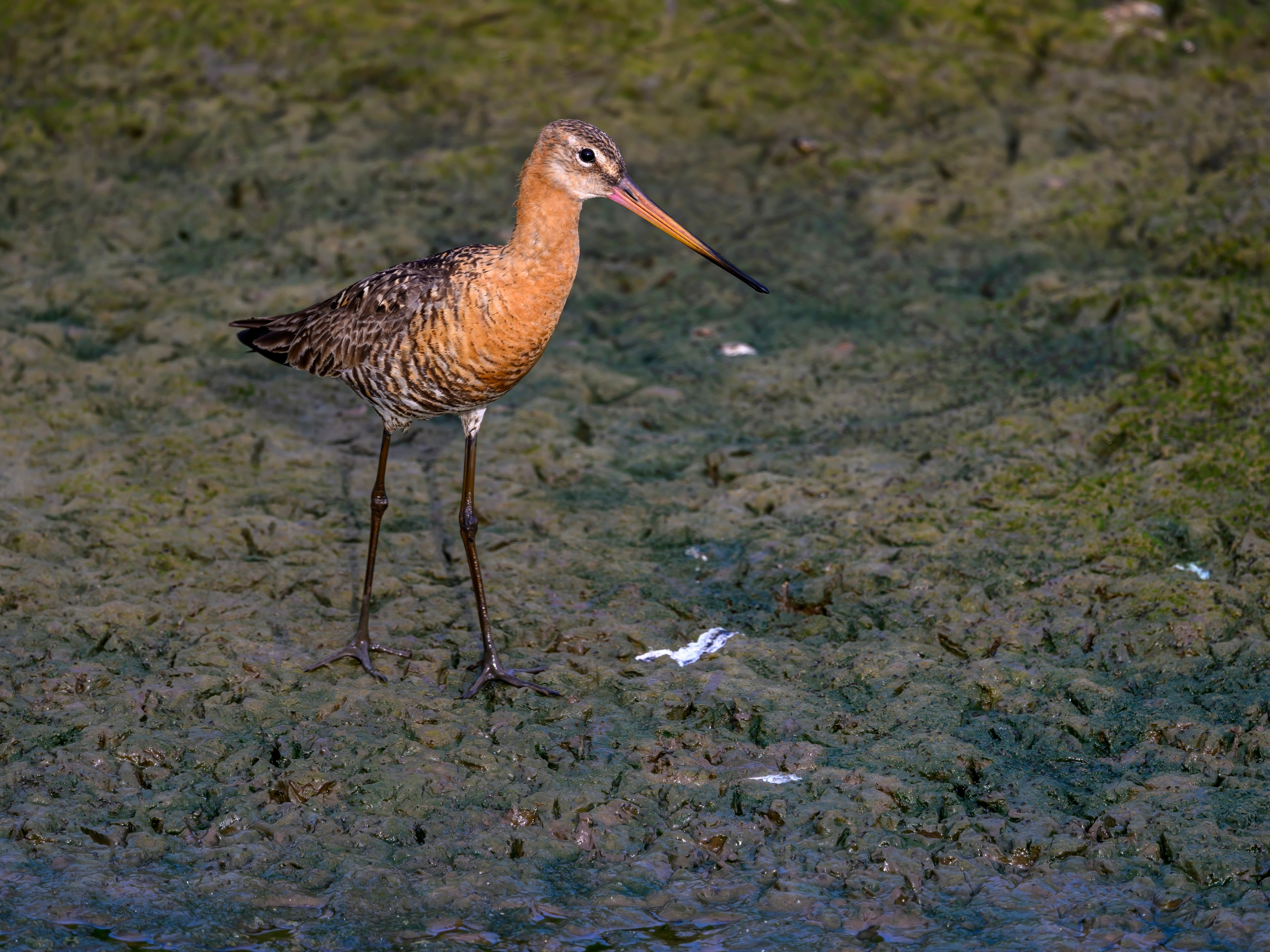 Совы и аисты. Owls and Storks. Wildlife photography by Sergey Puponin