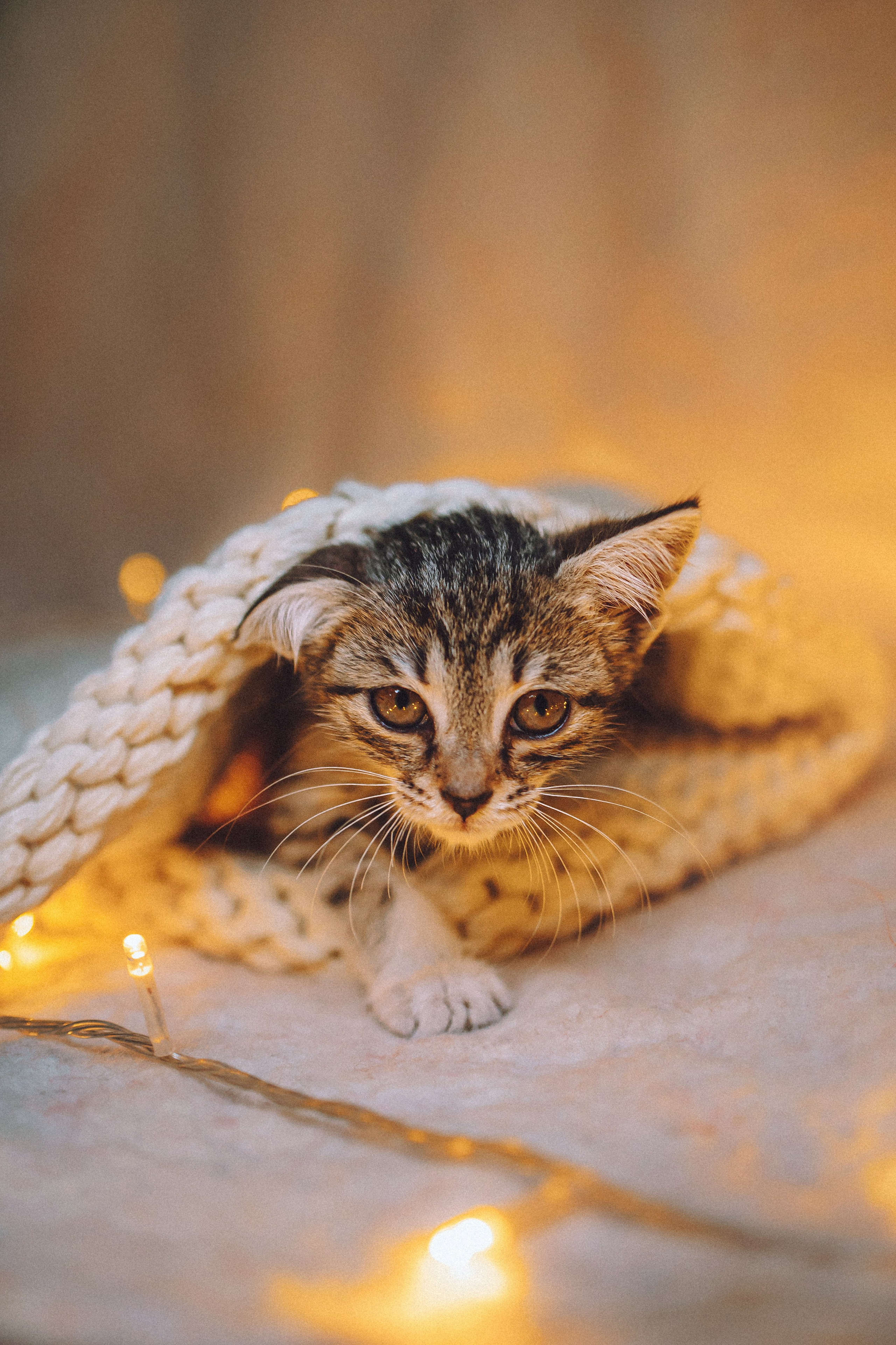 Более 30 идей для фотосессии с котенком