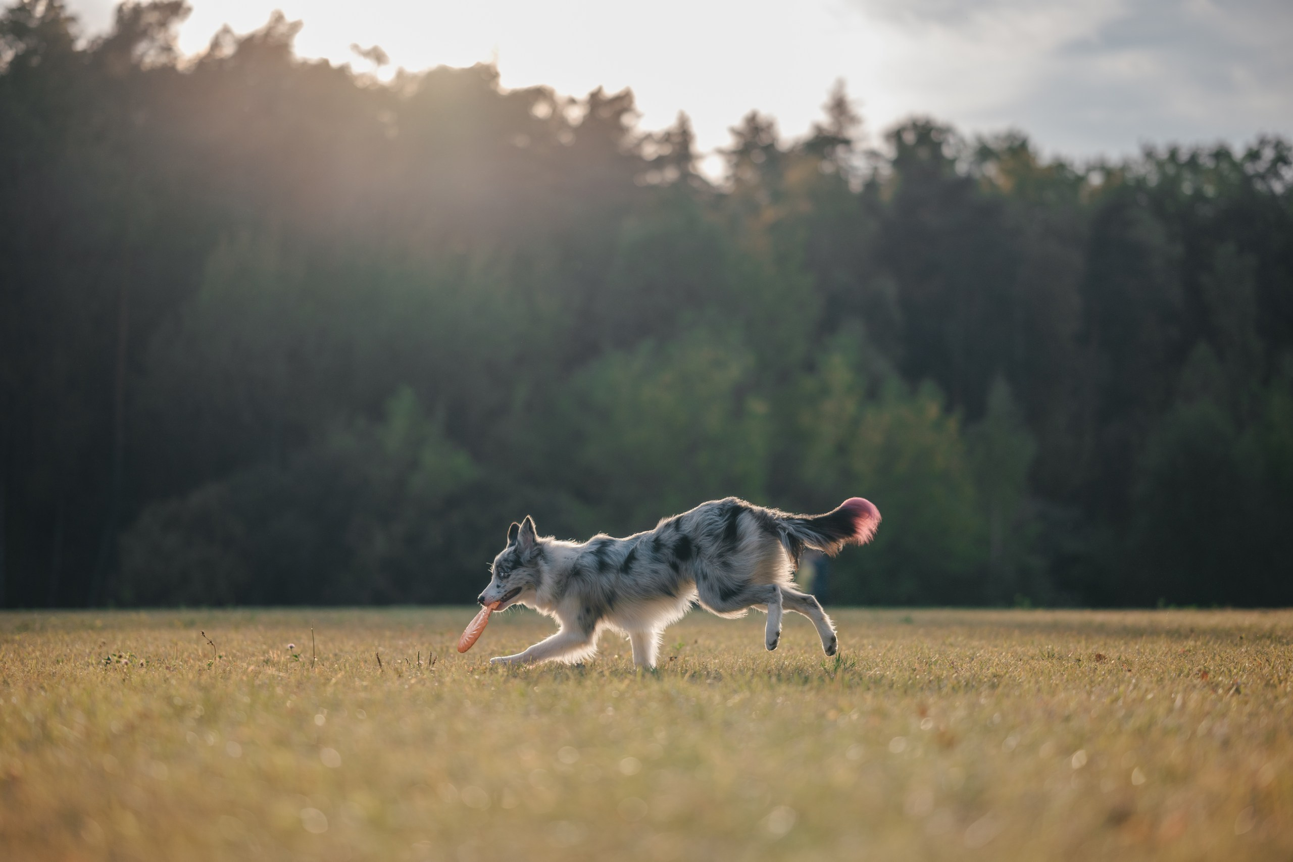 Фотограф Анималист в Москве Анастасия Жучкова
