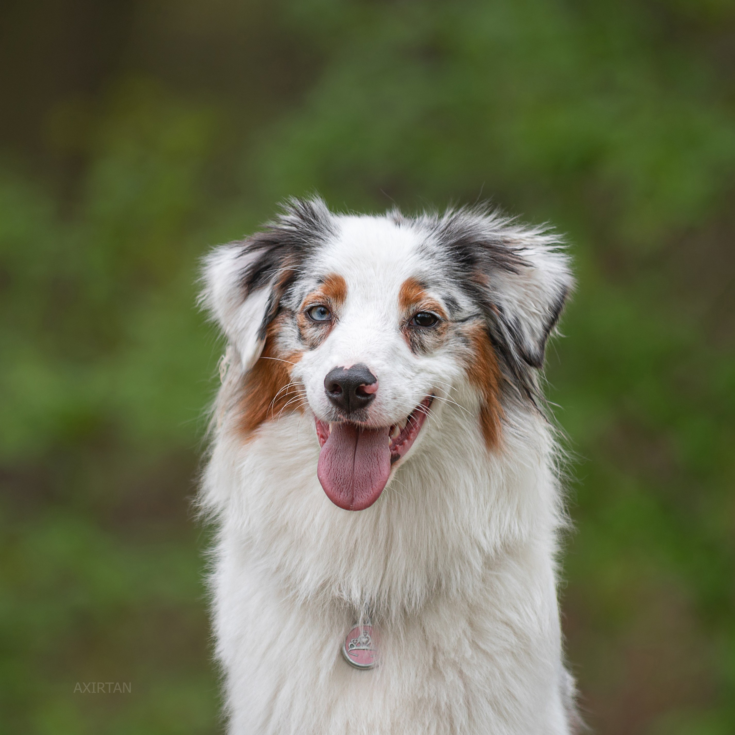 Кайса. BLGKV питомник собак