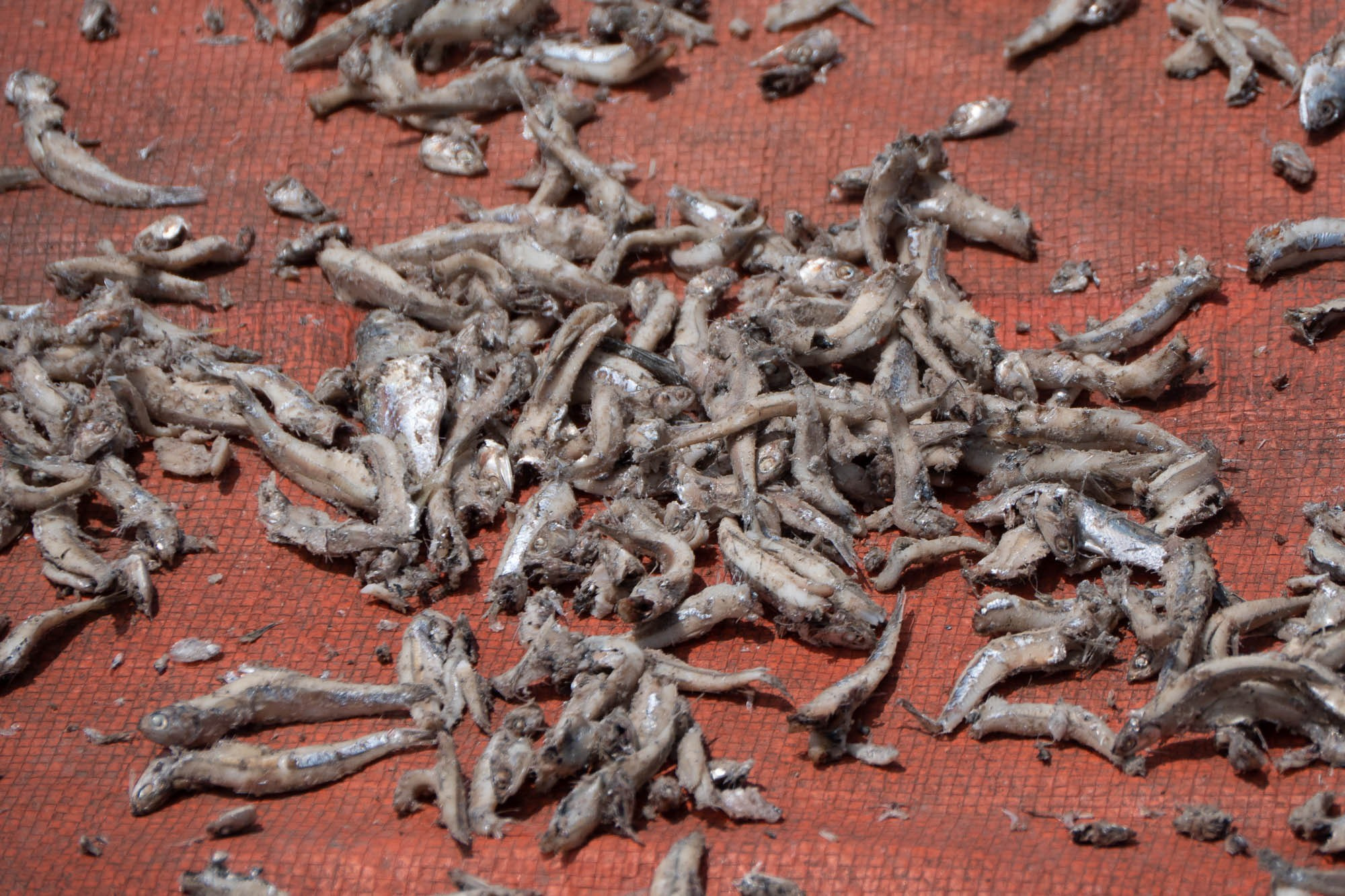 Танзания. Багамойо. Tanzania, Bagamoyo. Фотограф Алексей Скоробогатько
