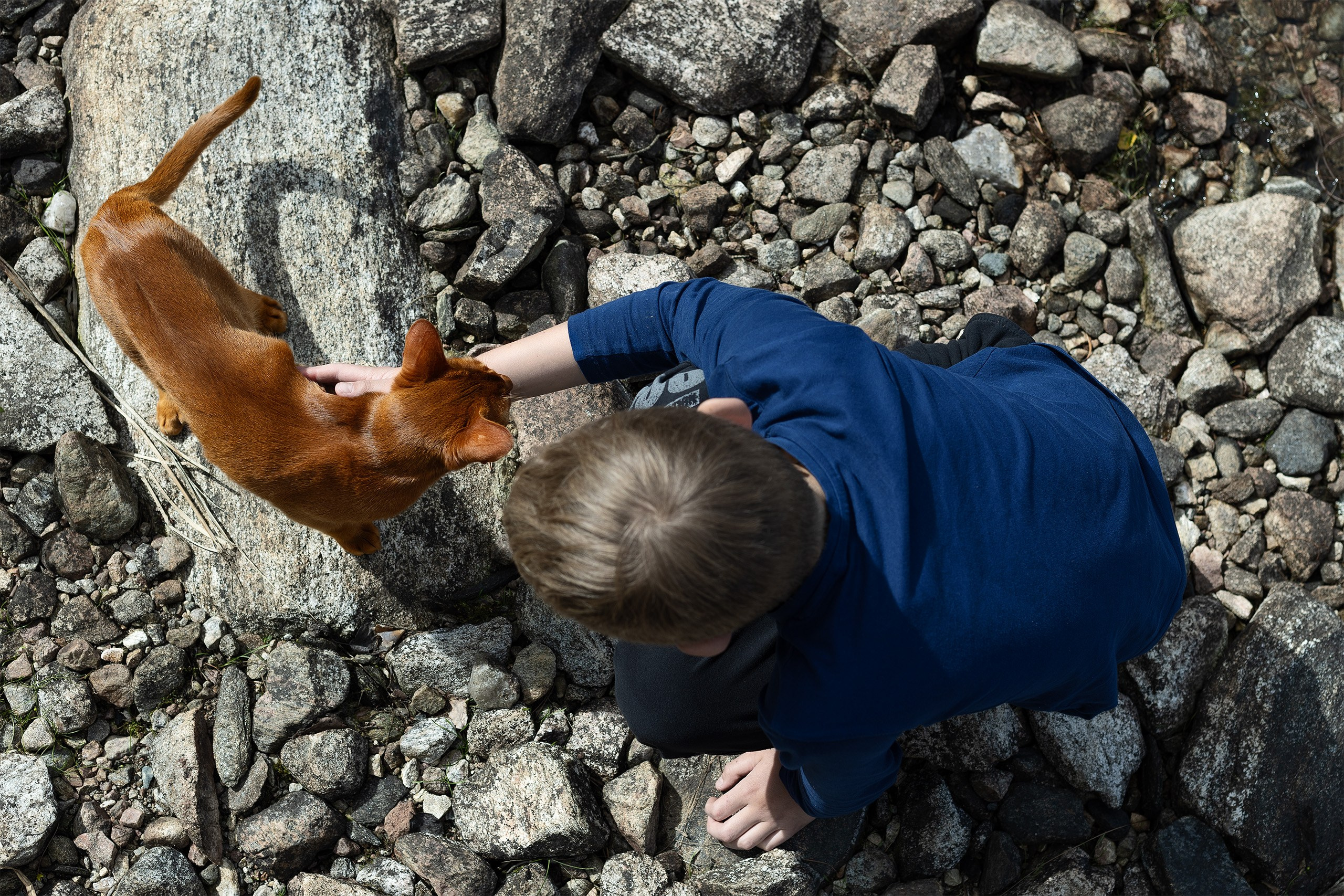 Котики. Сайт фотографа Елены Михайловой. Фотосессии на пленэре в Сестрорецке