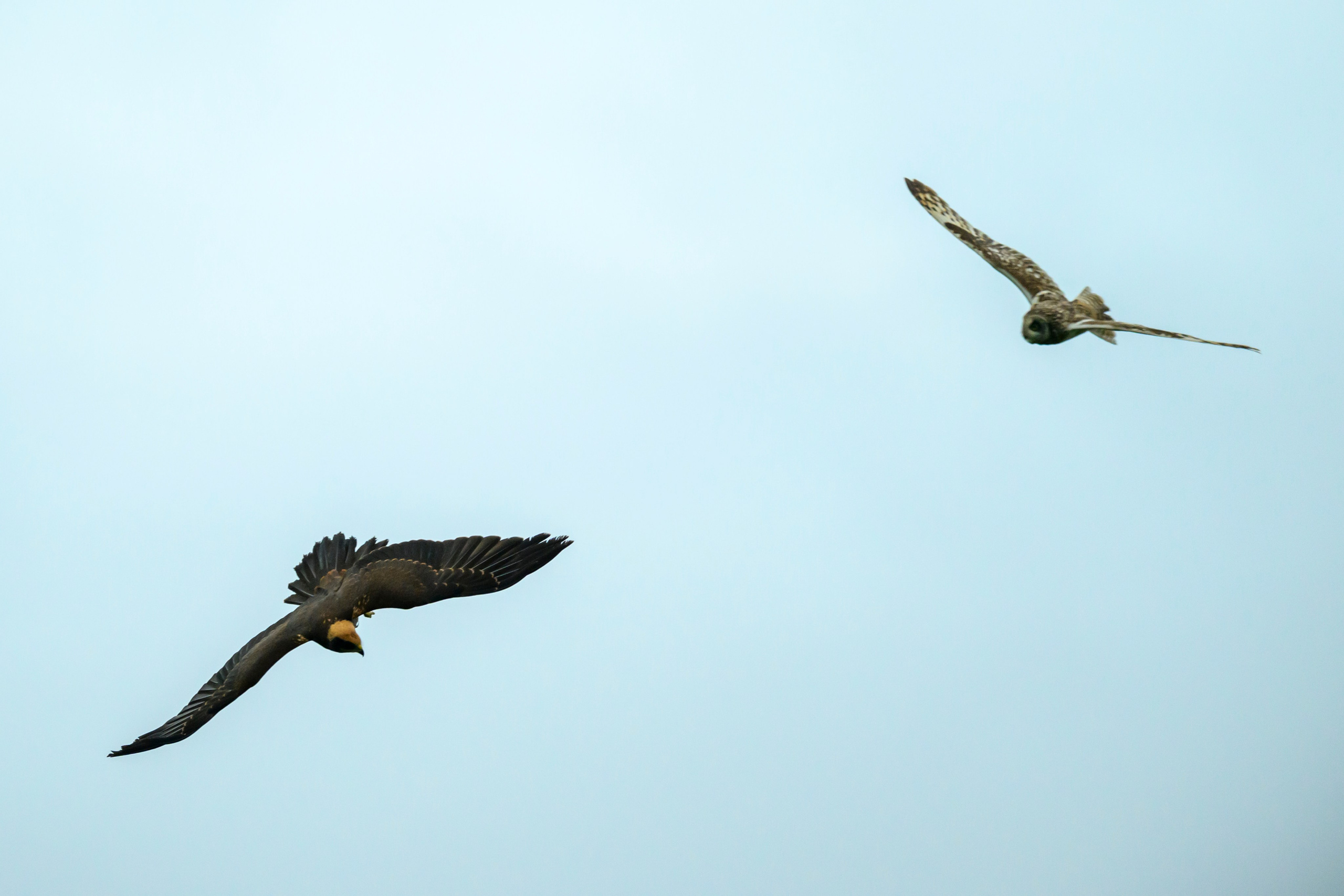 Сова и лунь. The Owl and the Harrier. Wildlife photography by Sergey Puponin