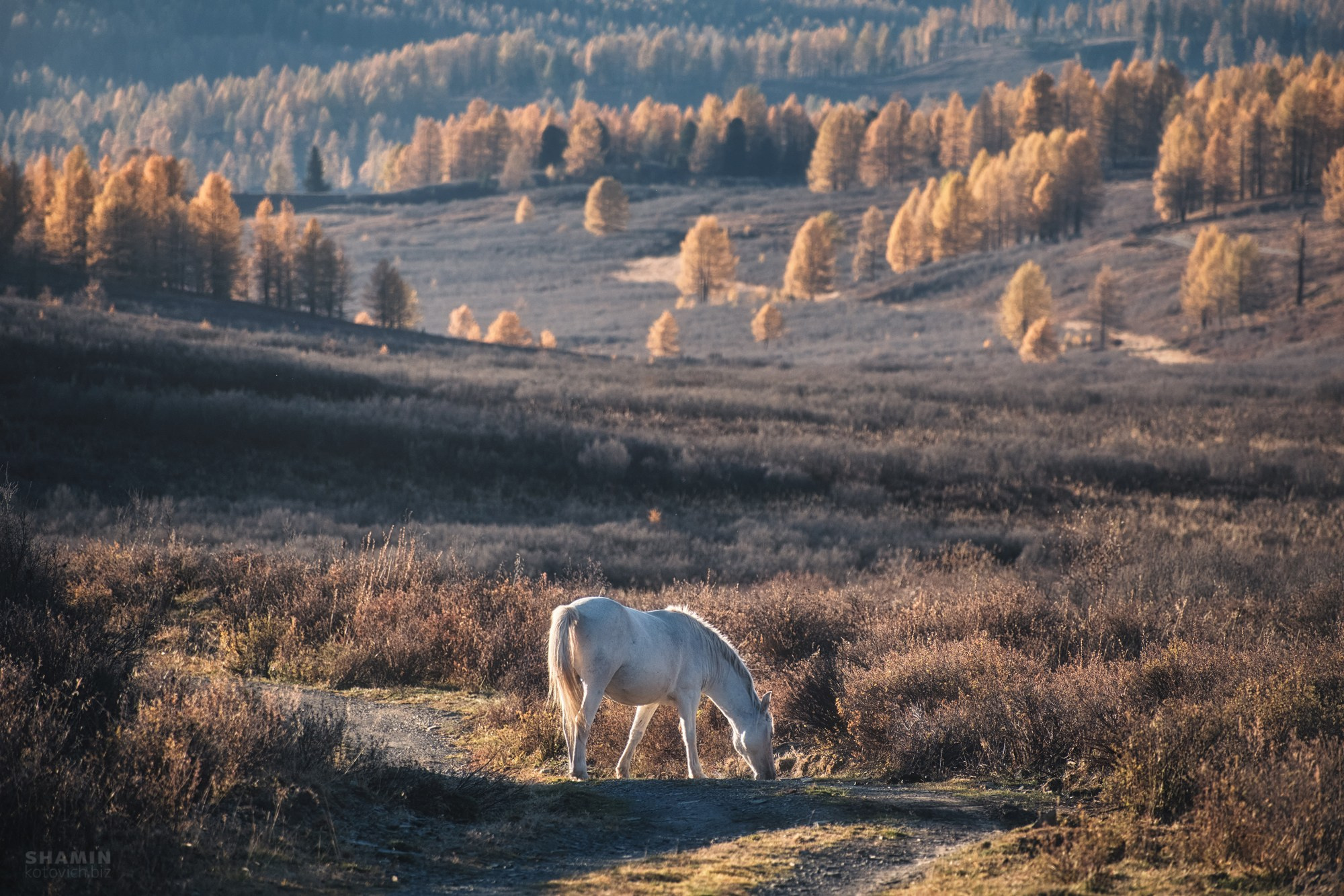 Проект 365. Фотограф Константин Шамин