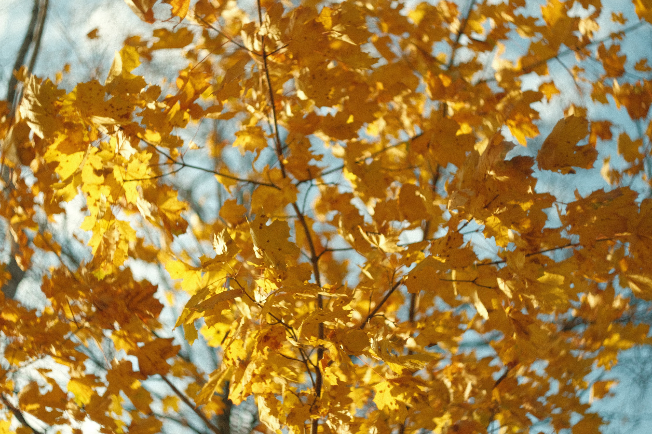 Коломенское, осень, объектив Гелиос 77м4. Фотограф в Москве Максим Скоробогатов