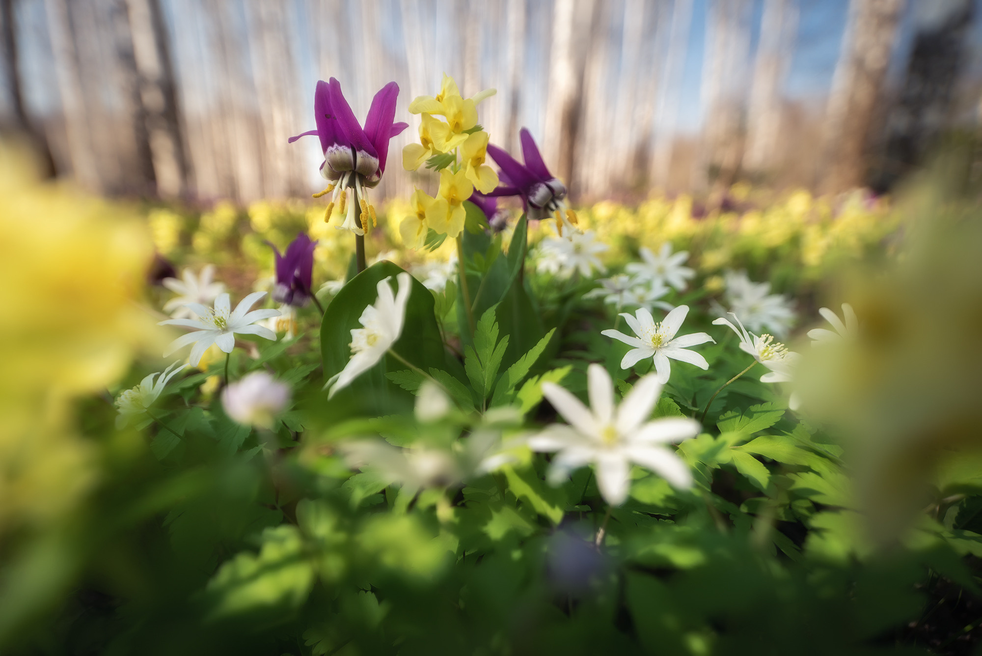 Цветочный водоворот. Граница Национального парка "Салаир", Тогульский район, май 2023