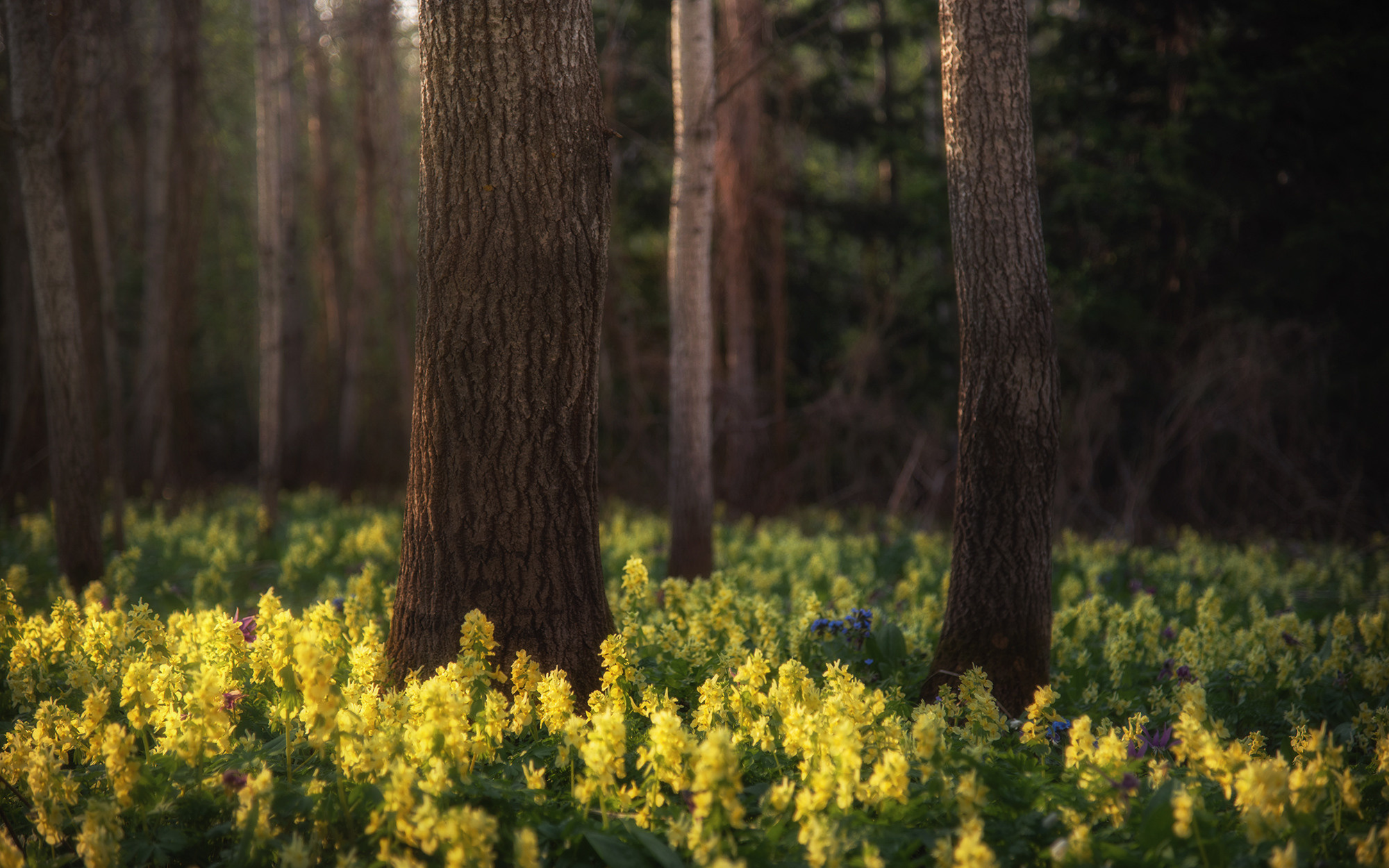Лес хохлаток. Граница Национального парка "Салаир", Тогульский район, май 2022