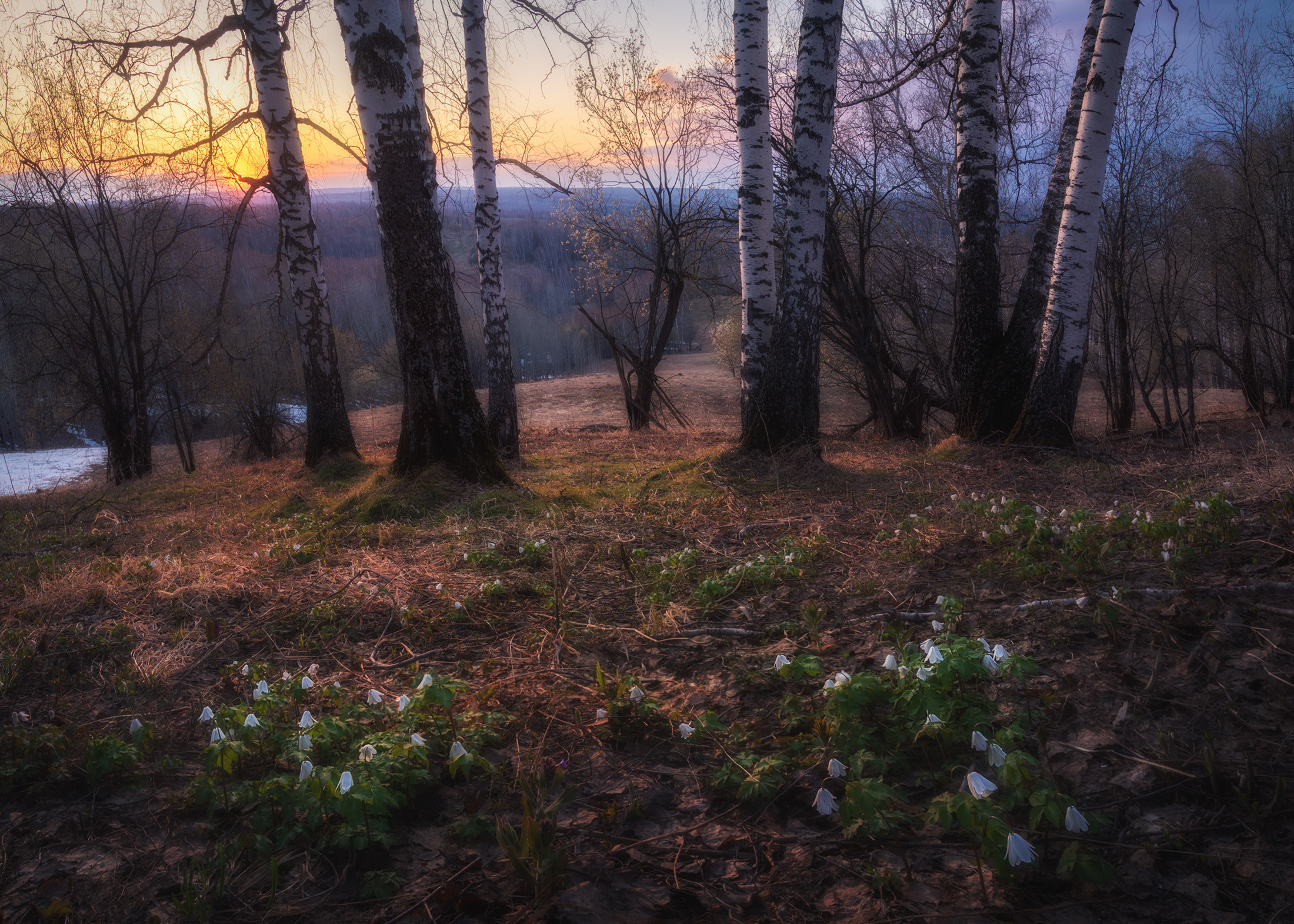 Сон ветрениц. Ельцовский район, апрель 2023