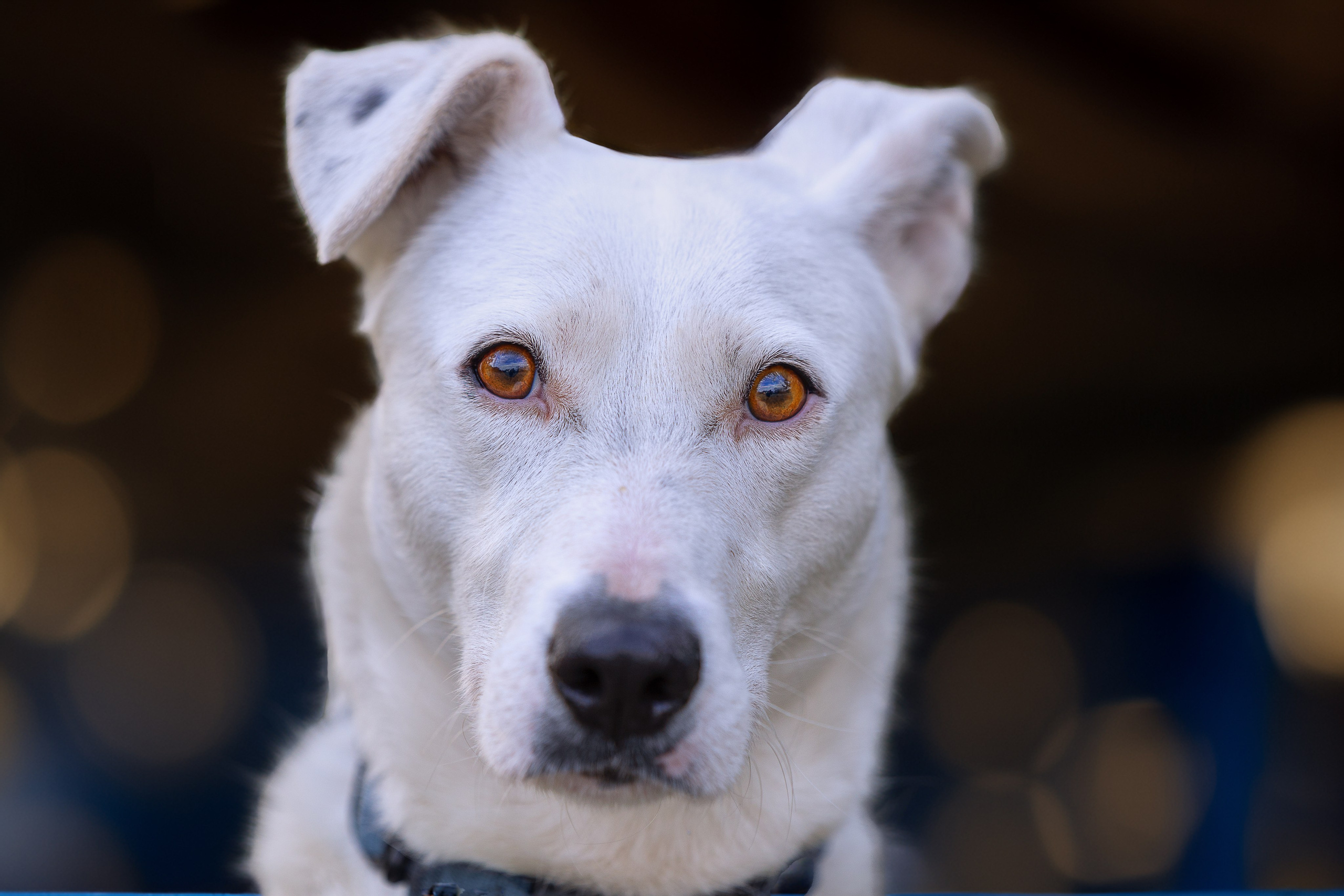 ИЩУТ ДОМ. Фотограф-анималист в Москве и Подмосковье