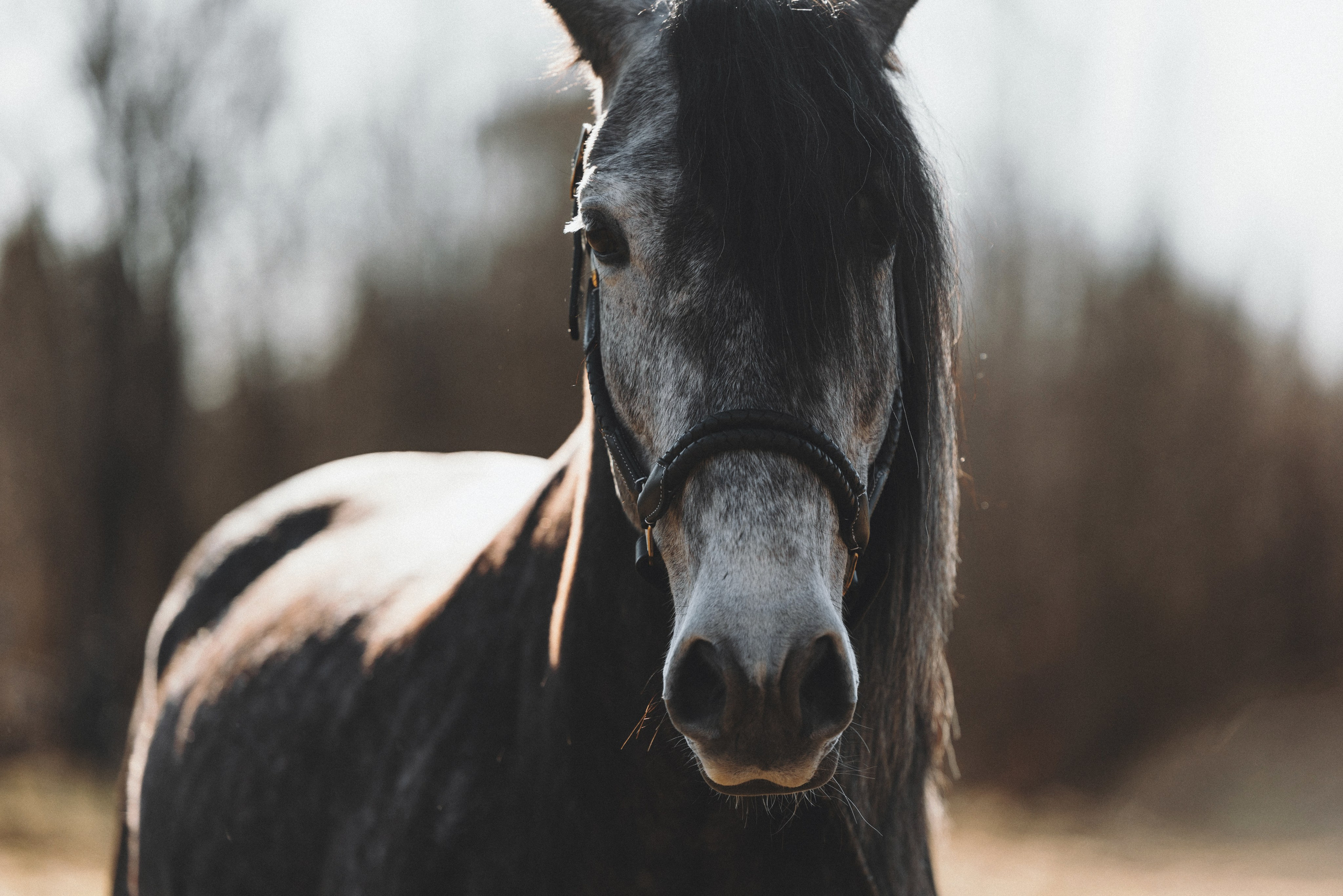 Фотограф анималист Осипчикова Мария